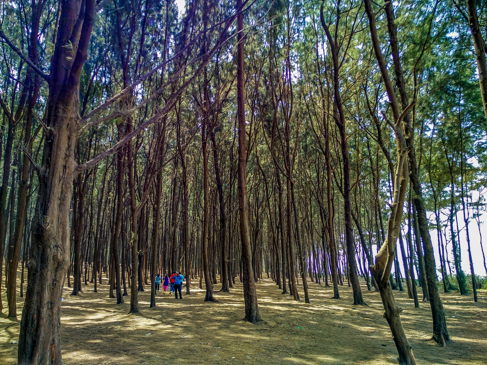 Xiaomi Mi 4i sample photo. Trees photography