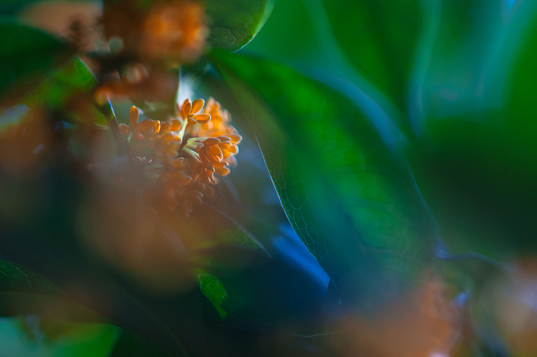 Sony Sonnar T* 135mm F1.8 ZA sample photo. Osmanthus photography