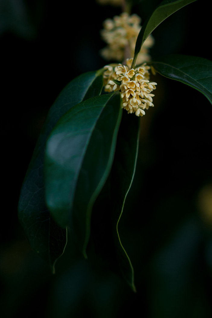Sony Sonnar T* 135mm F1.8 ZA sample photo. Osmanthus photography