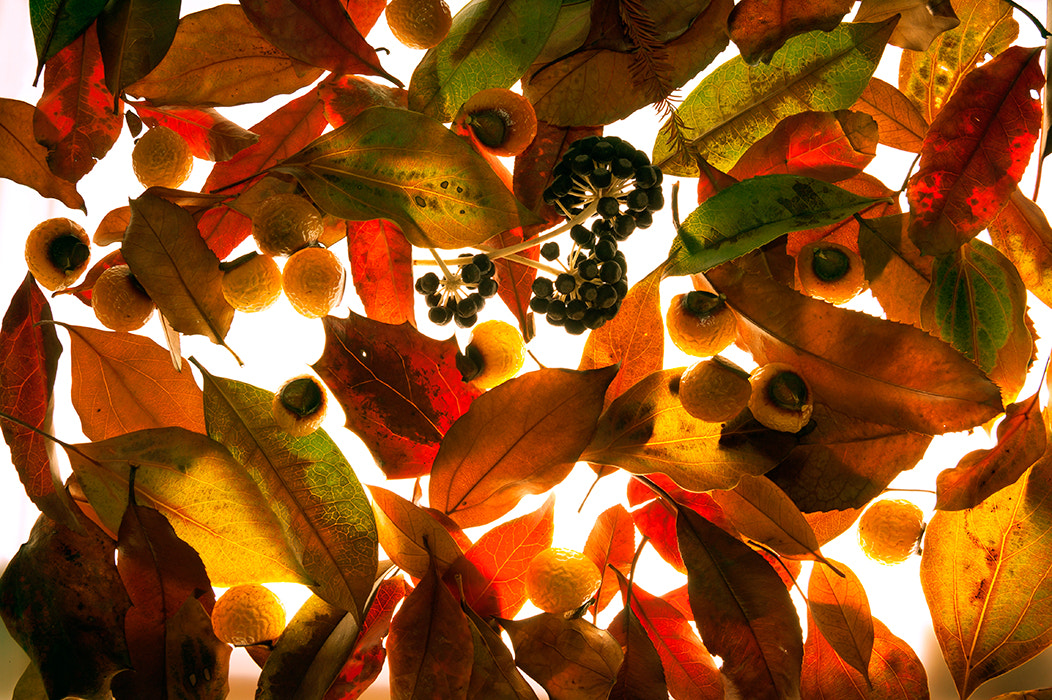 Sony Alpha DSLR-A350 sample photo. Fallen leaves photography