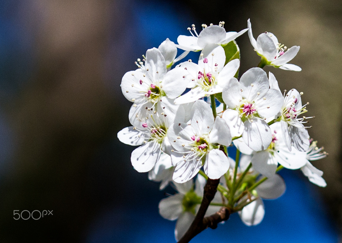 Canon EOS 100D (EOS Rebel SL1 / EOS Kiss X7) sample photo. Isolated pear tree bloom photography