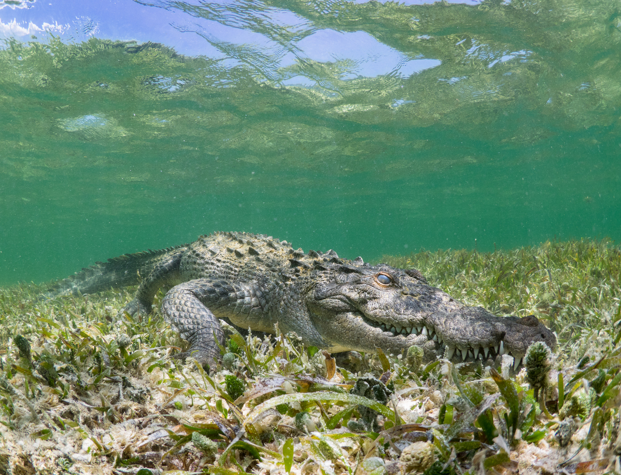 Olympus OM-D E-M1 + LUMIX G FISHEYE 8/F3.5 sample photo. American crocodile in mexico photography