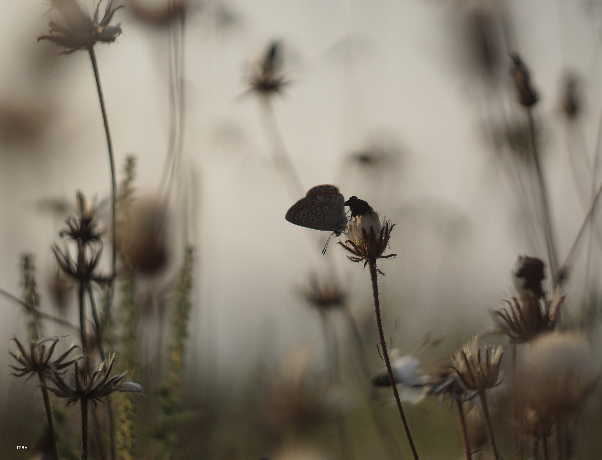 Sony SLT-A65 (SLT-A65V) + Minolta AF 50mm F1.7 sample photo. силуэты.. photography
