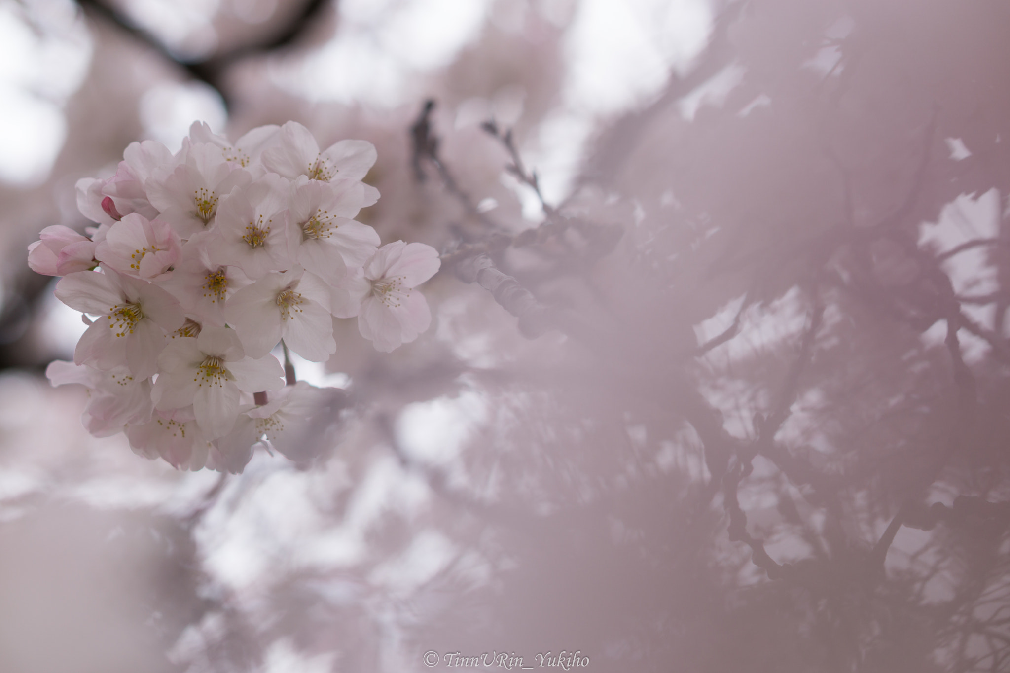 Sony a5100 + E 50mm F1.8 OSS sample photo. Cherry blossom_visional photography