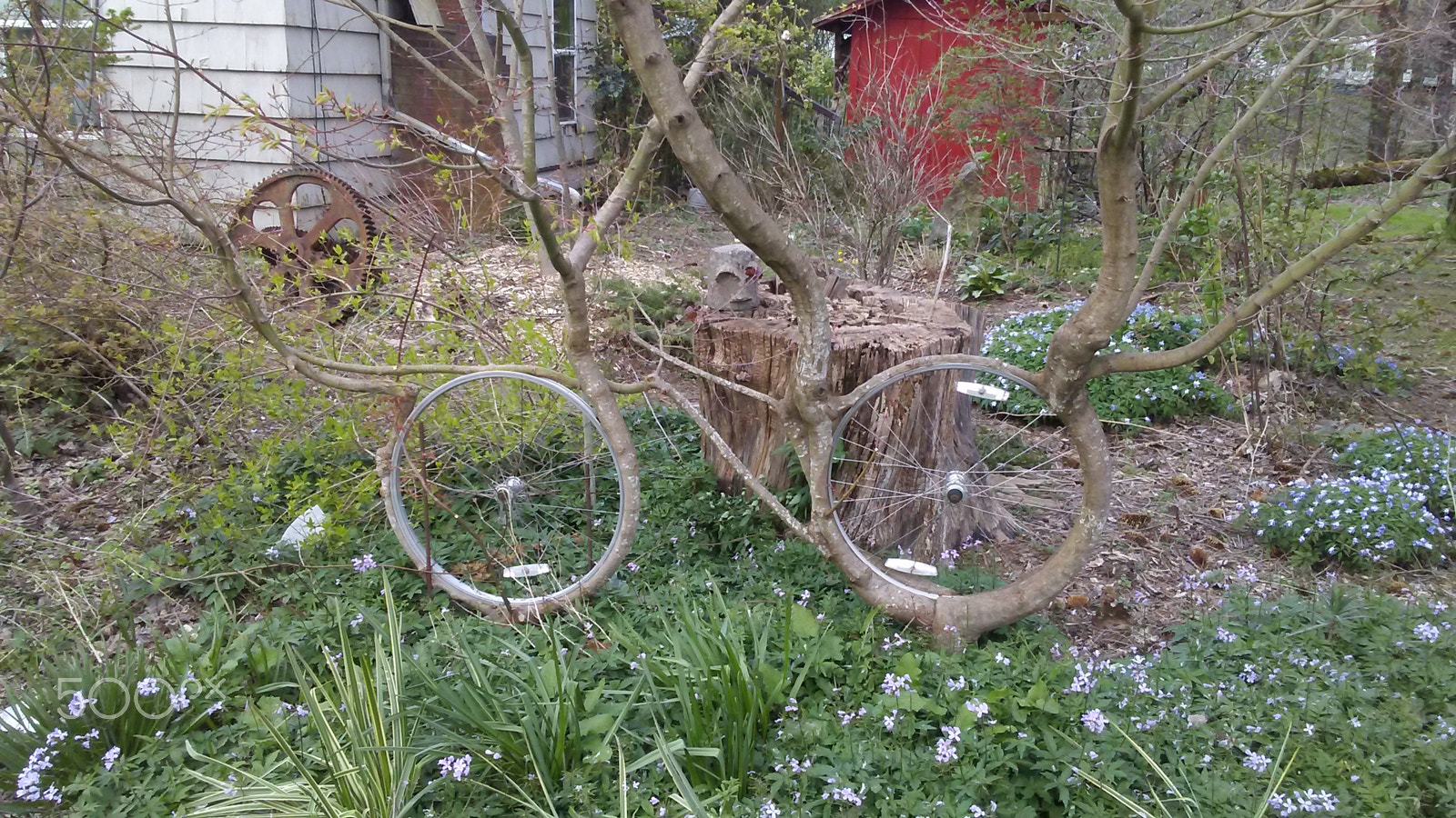 LG M1 sample photo. 20160319_173932.jpg treebike photography