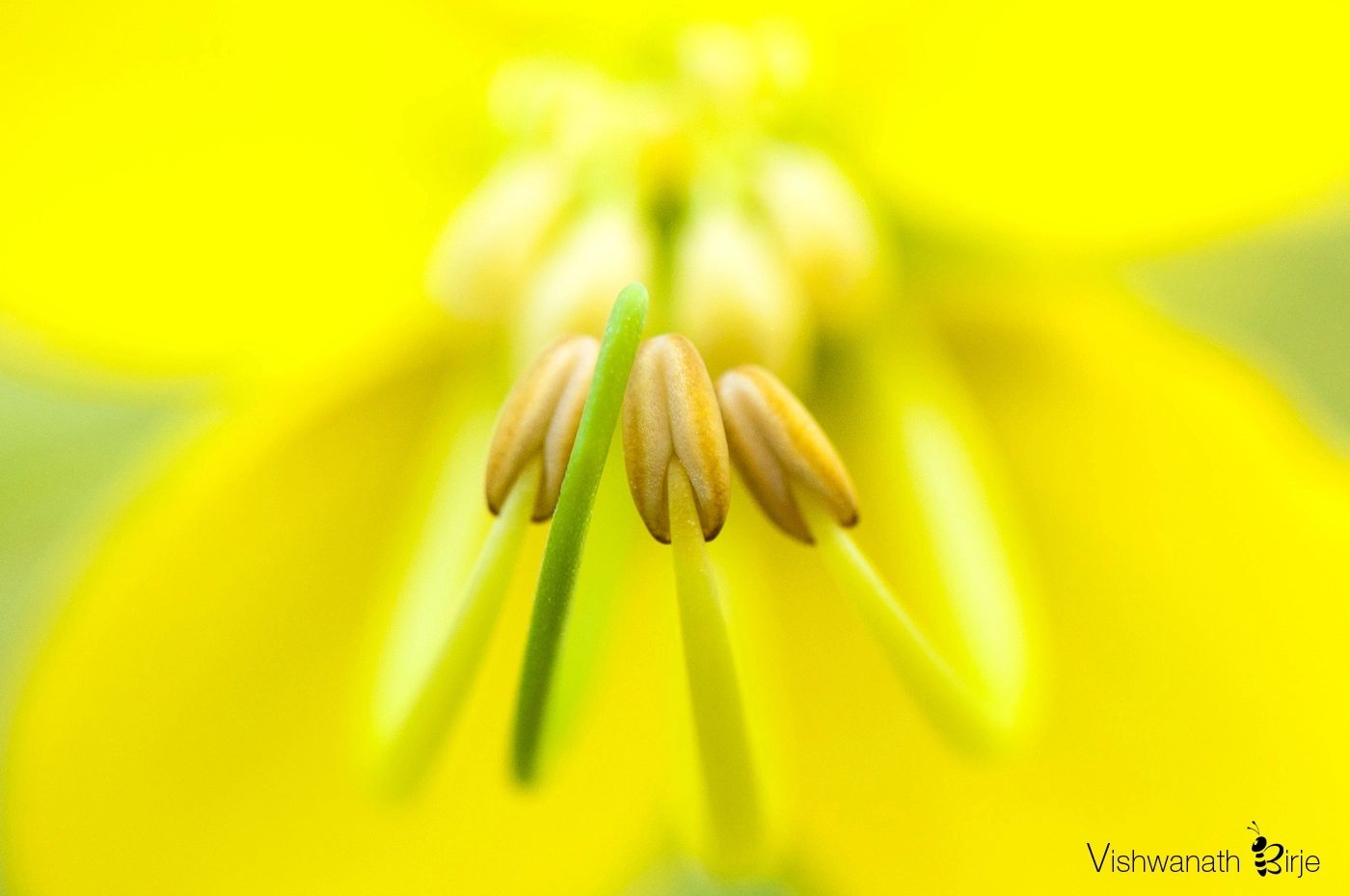 Nikon AF-S DX Micro-Nikkor 85mm F3.5G ED VR sample photo. Cassia fistula photography