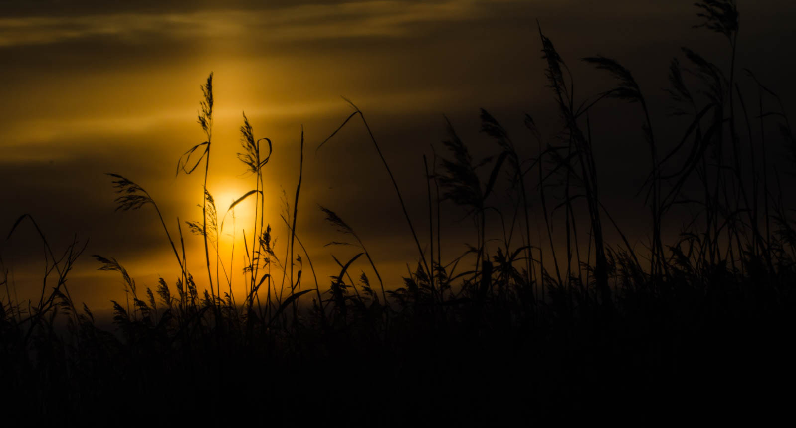 Sigma 135-400mm F4.5-5.6 APO Aspherical sample photo. Marsh land sunset photography