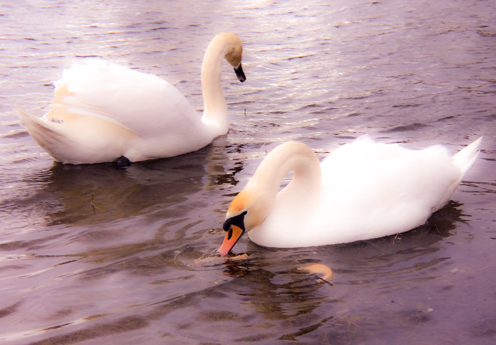 iPad Air 2 back camera 3.3mm f/2.4 sample photo. 'king&queen' photography