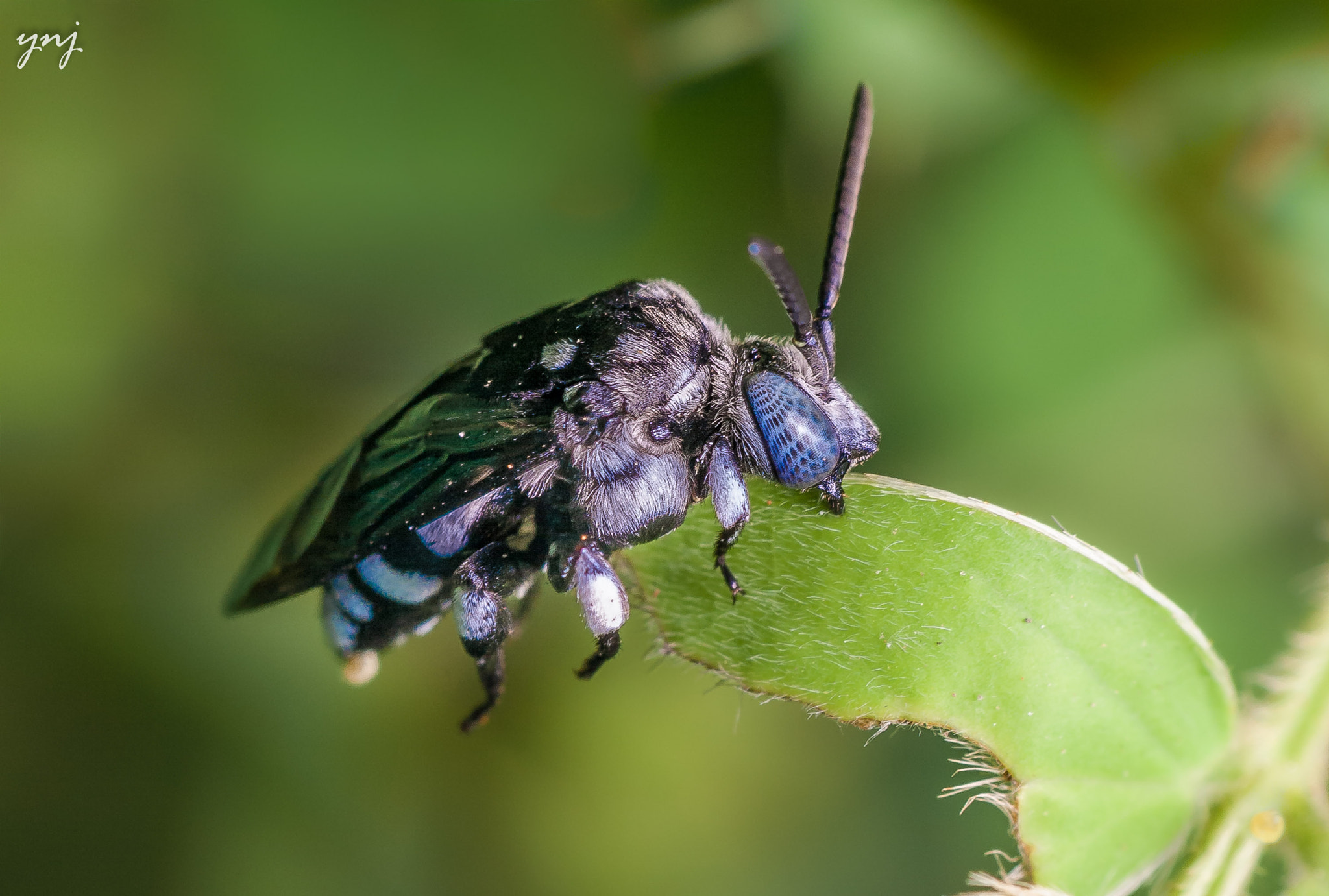 Sigma 70-300mm F4-5.6 APO DG Macro sample photo. Sleeping beauty photography