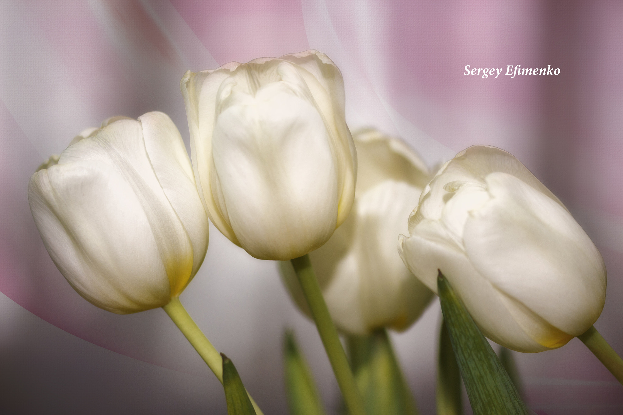 Sigma 105mm F2.8 EX DG OS HSM sample photo. Tulips photography