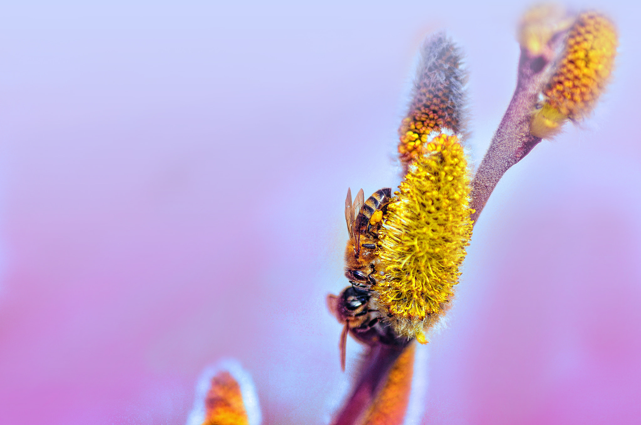 Nikon D300 + AF Micro-Nikkor 105mm f/2.8 sample photo. Весна photography