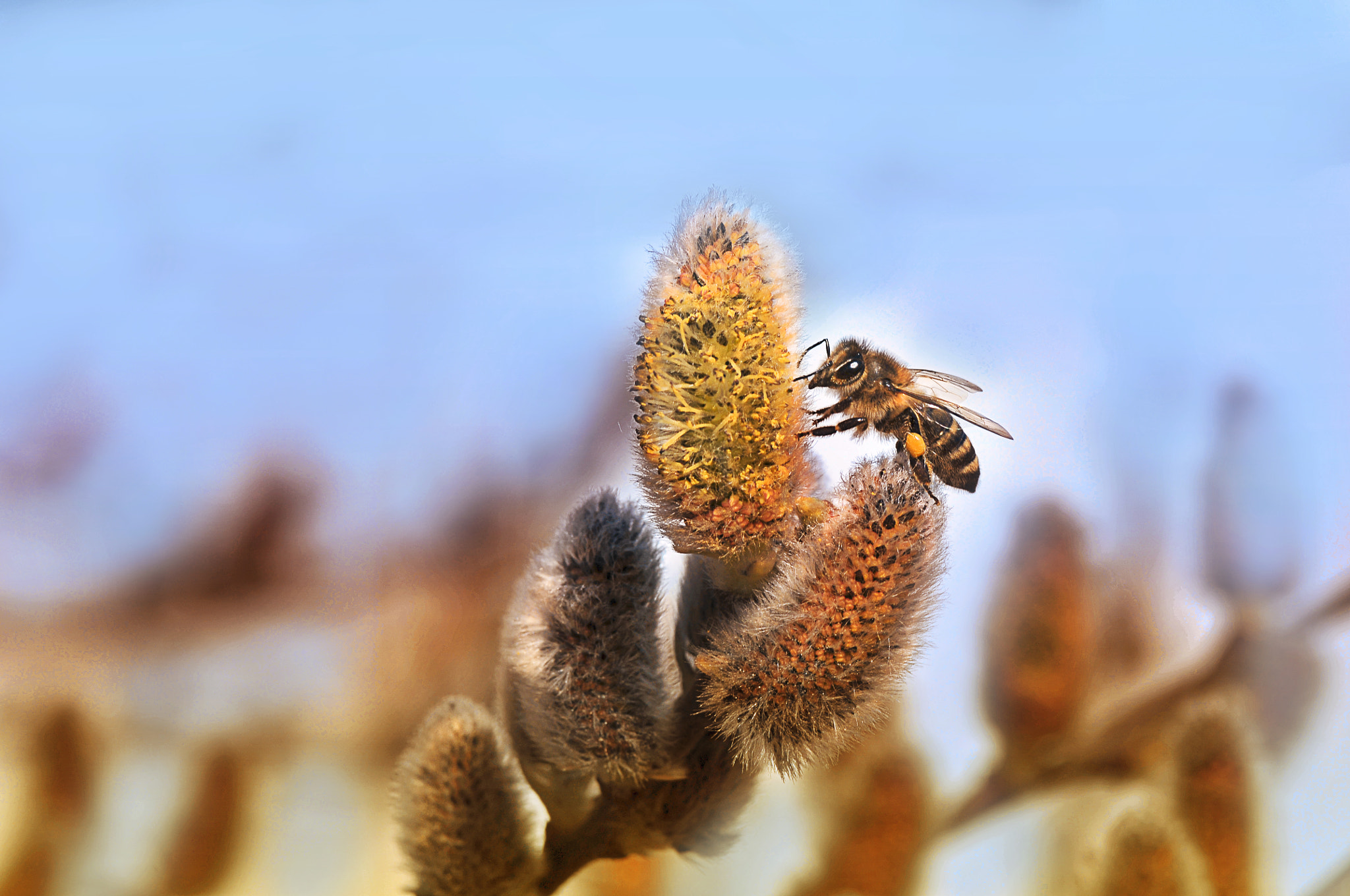 Nikon D300 + AF Micro-Nikkor 105mm f/2.8 sample photo. Вкуснятинка для пчелы photography