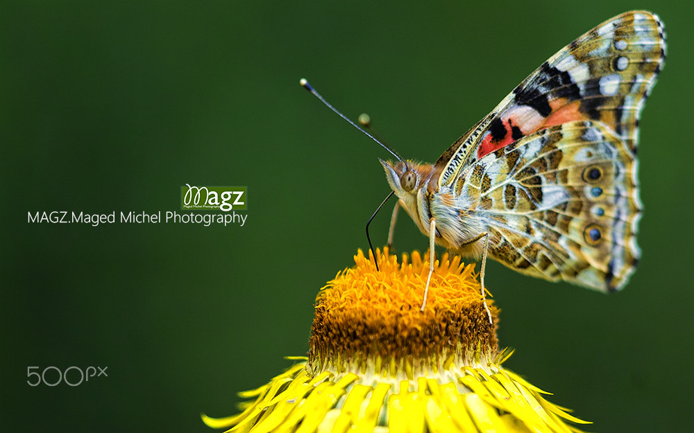 Sigma APO Macro 150mm f/2.8 EX DG HSM sample photo. Butterfly closeup . photography