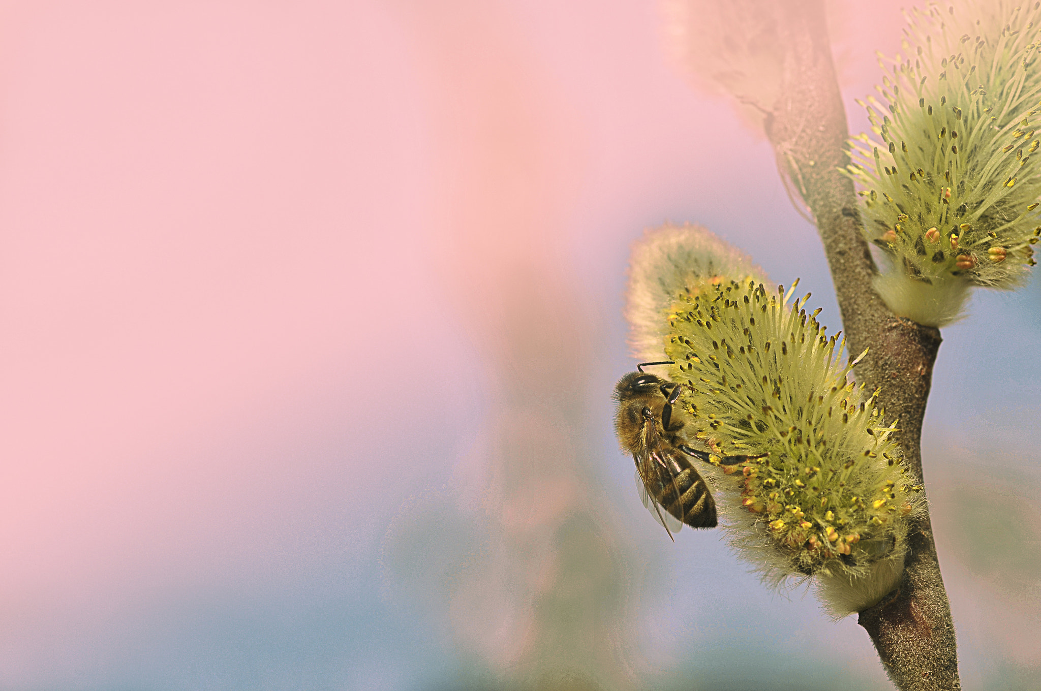 Nikon D300 + AF Micro-Nikkor 105mm f/2.8 sample photo. Цветение вербы photography