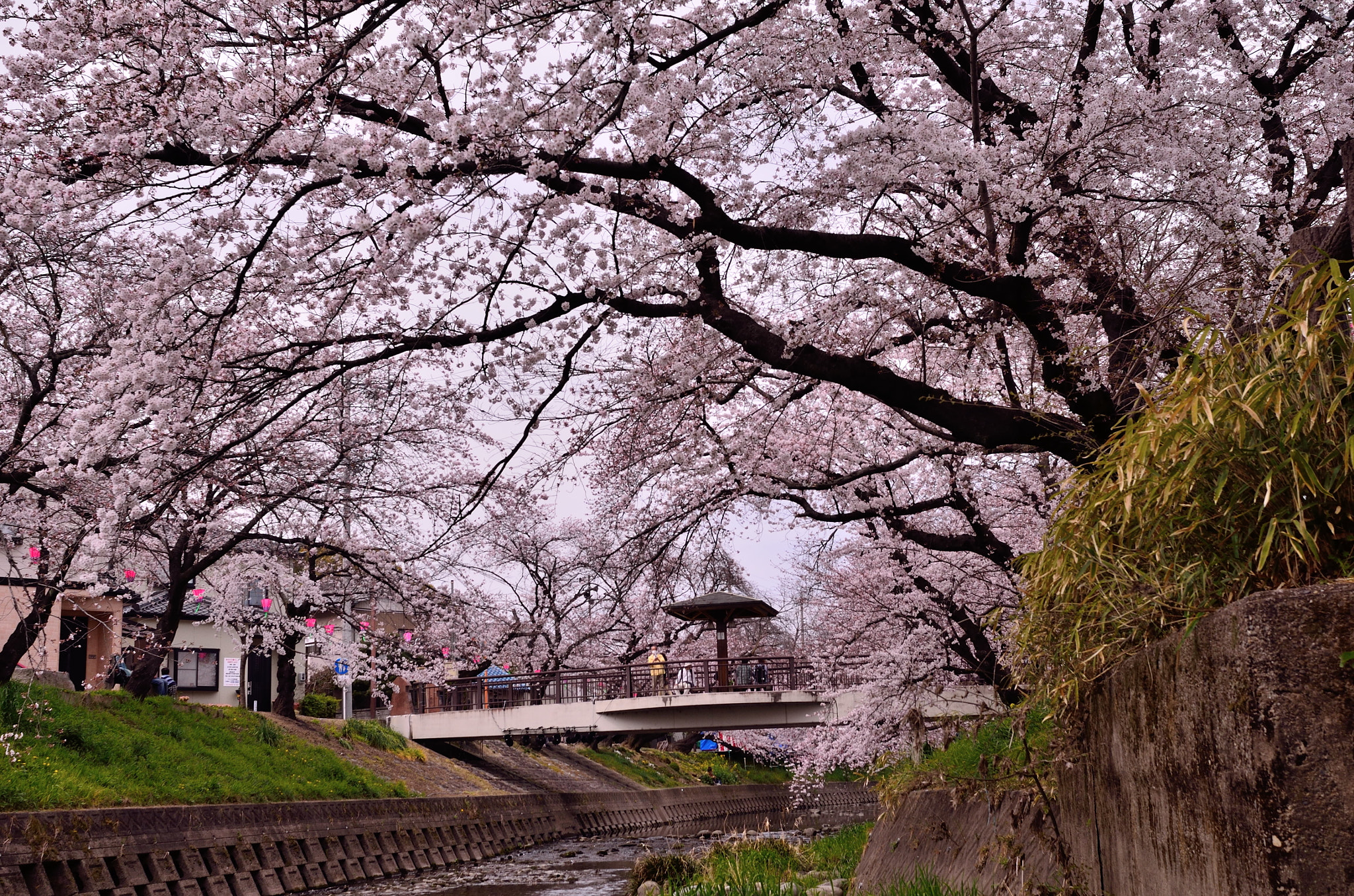 Nikon D7000 + Nikon AF Nikkor 28mm F2.8D sample photo. In the flower of a cherry tree in full bloom. photography