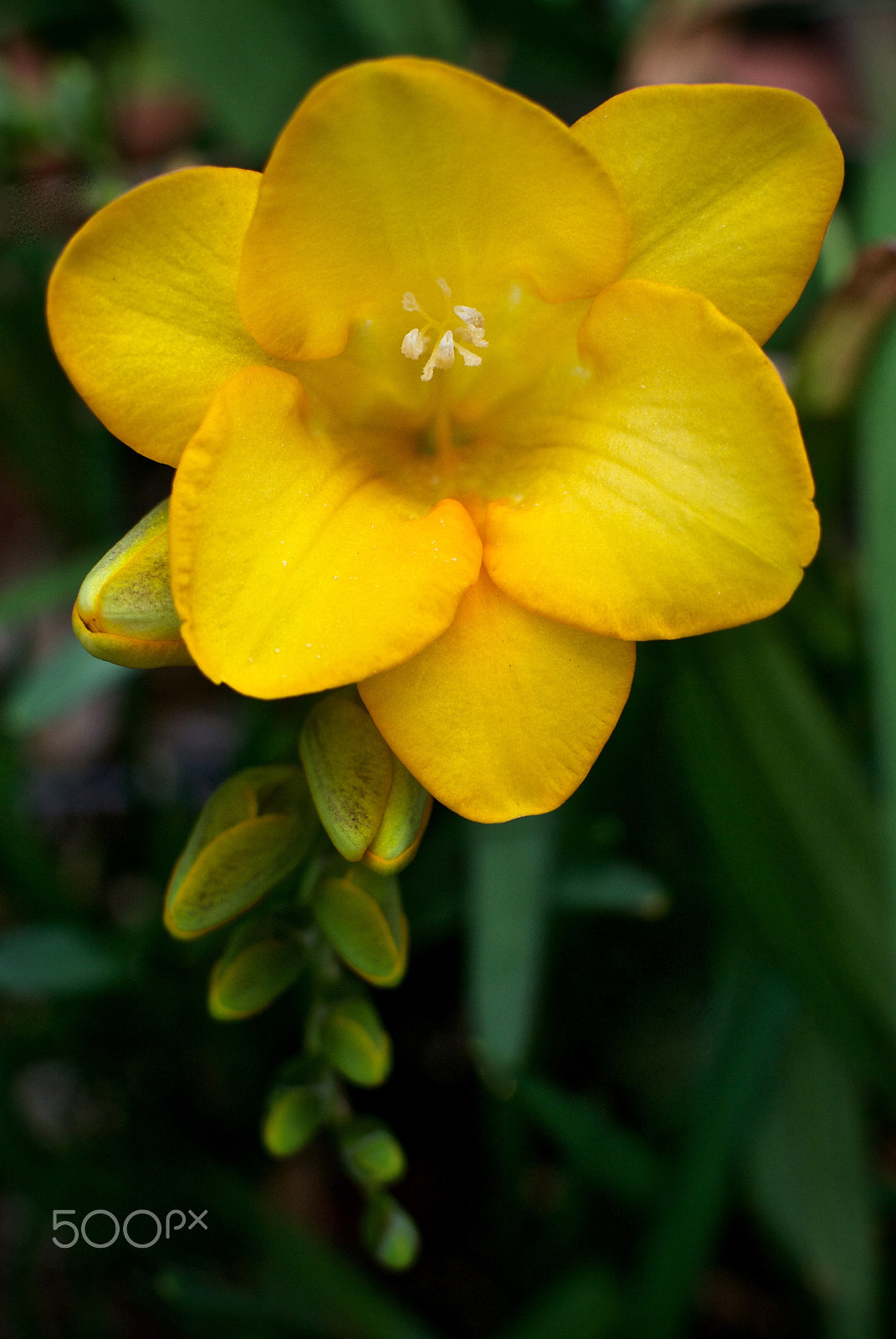Nikon 1 J2 + Nikon 1 Nikkor 18.5mm F1.8 sample photo. Freesia photography