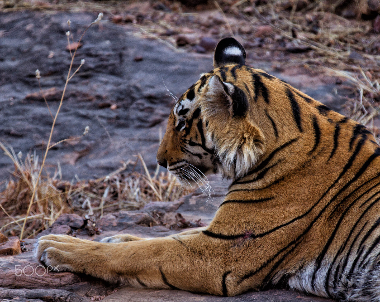 Canon EF 70-200mm F2.8L IS II USM sample photo. Tigress photography