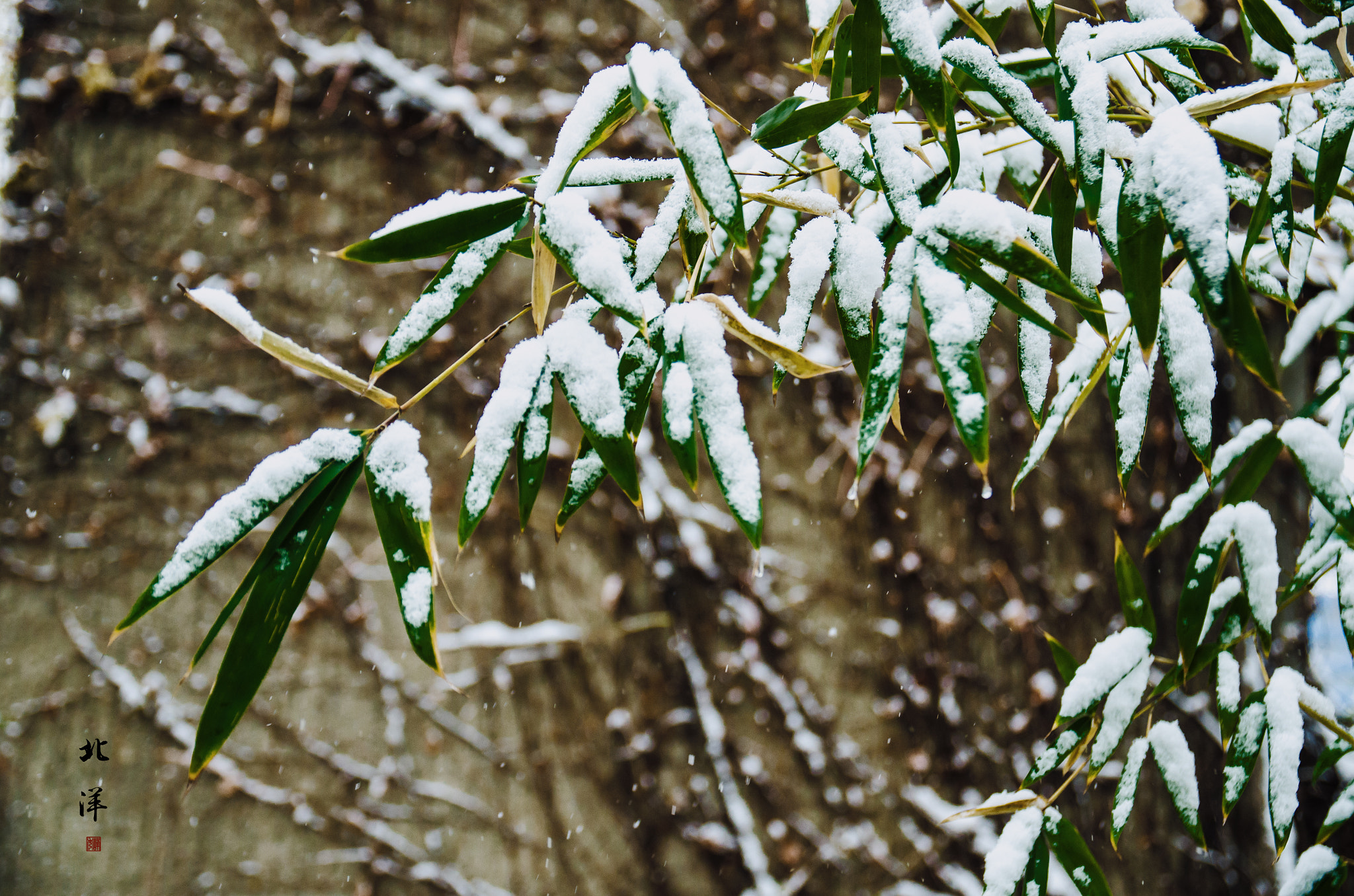 Sigma 17-70mm F2.8-4 DC Macro OS HSM | C sample photo. 编辑by photography
