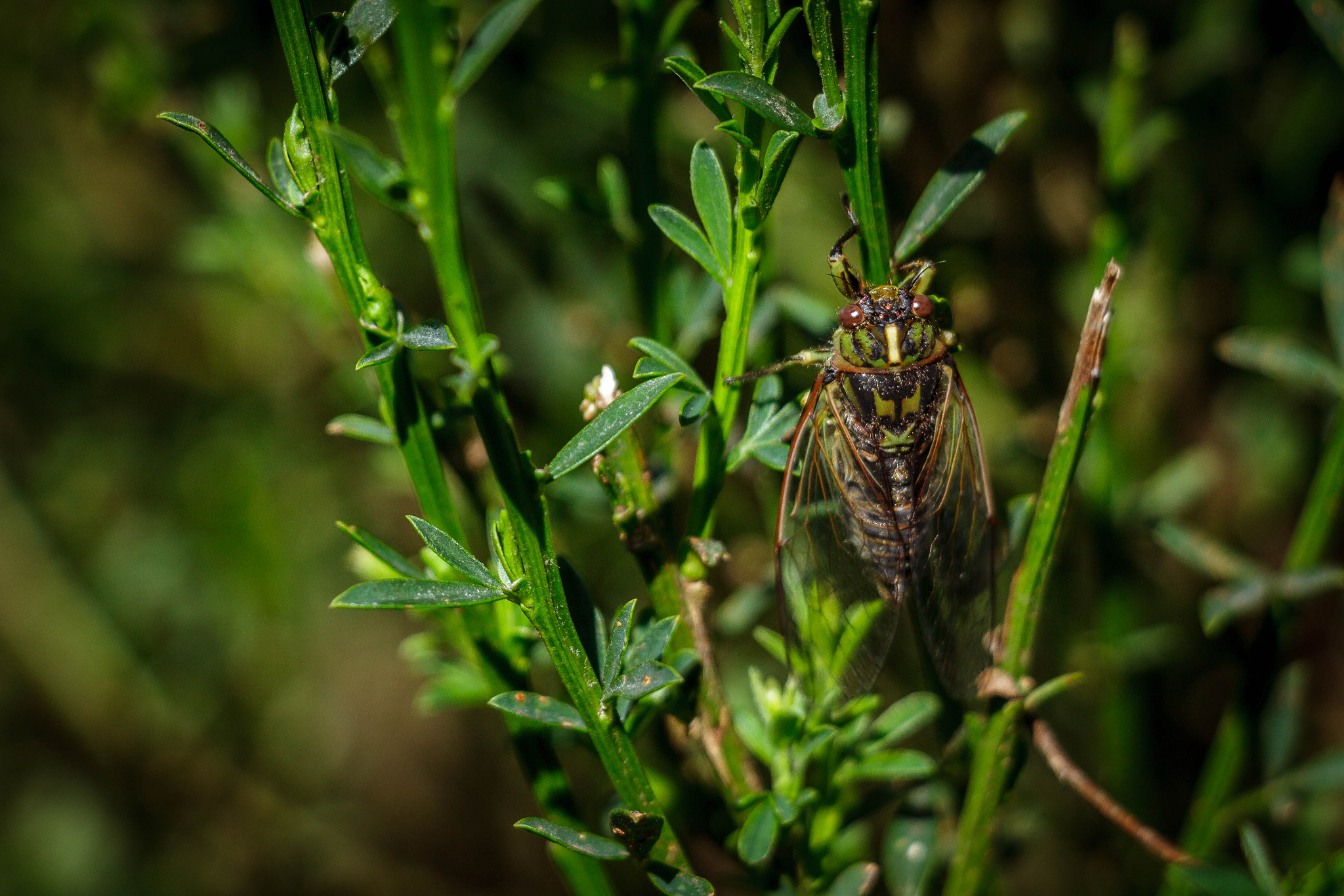 Canon EF-S 18-135mm F3.5-5.6 IS STM sample photo. Singstar cicada photography