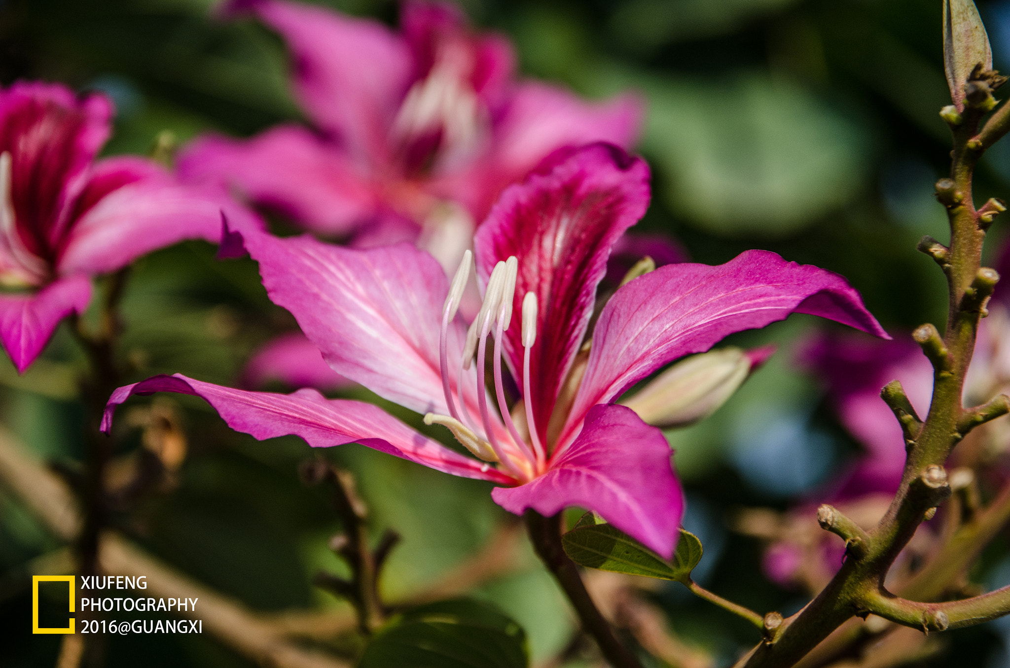 Sigma 17-70mm F2.8-4 DC Macro OS HSM | C sample photo. Logo photography