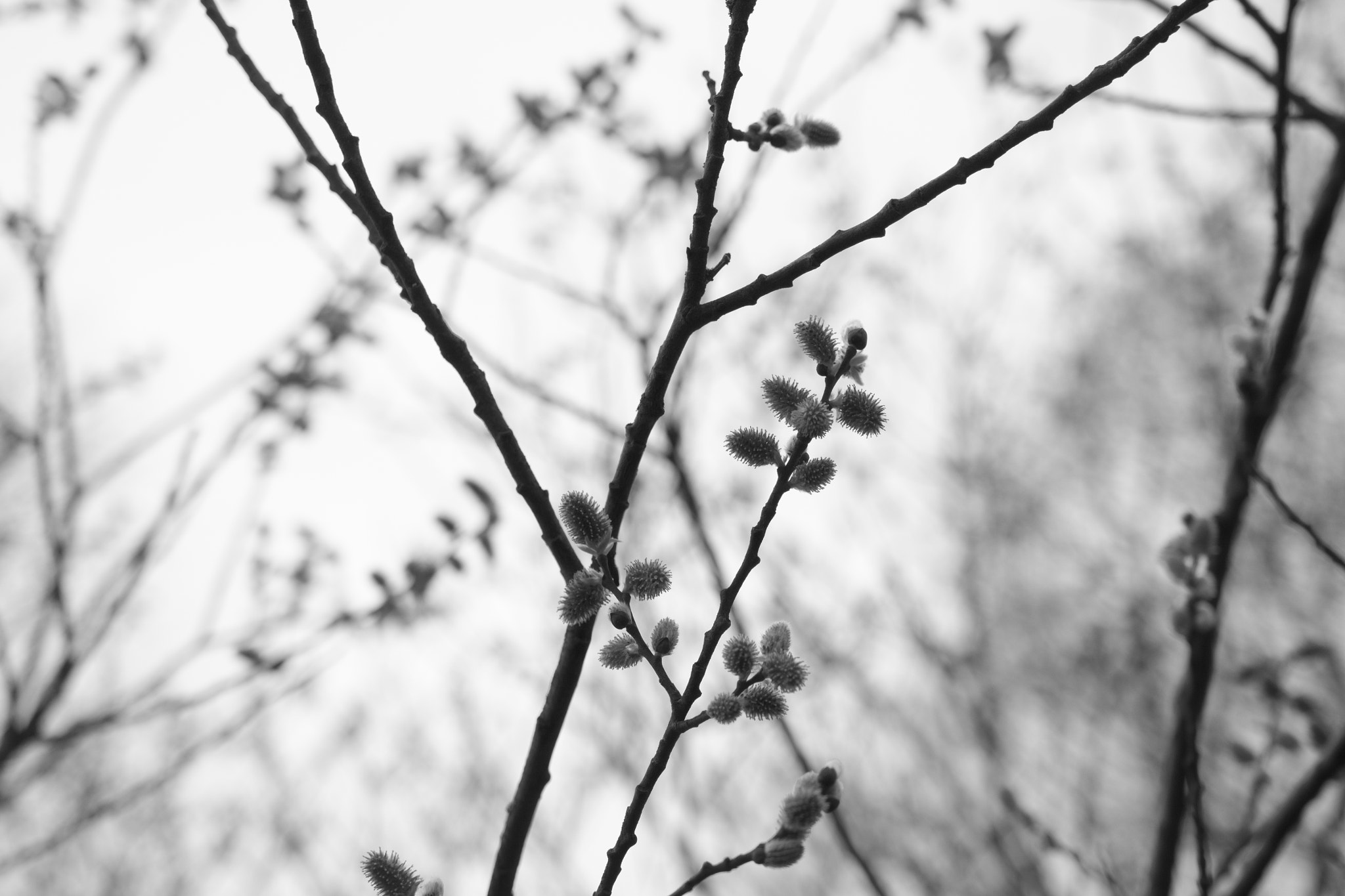 Sigma 18-35mm f/1.8 DC HSM sample photo. Spring photography