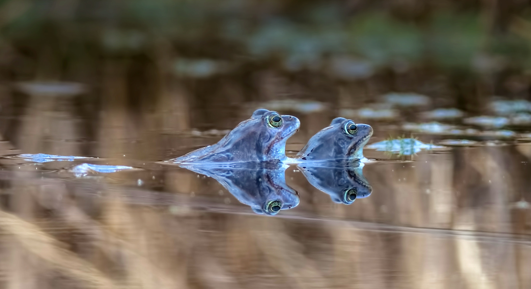 Olympus OM-D E-M1 + OLYMPUS 300mm Lens sample photo. Moor frog photography