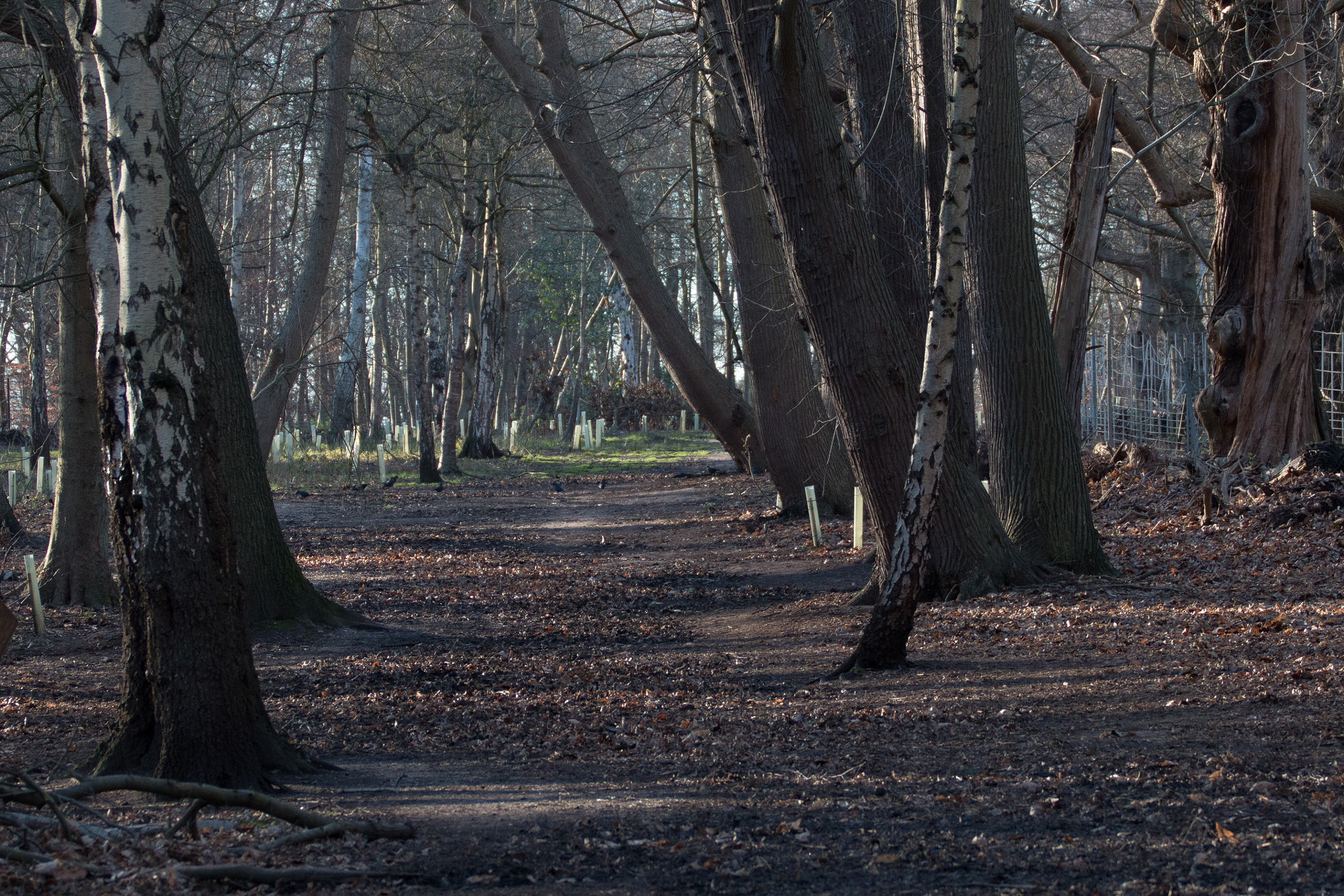 Canon EF 70-200mm F4L USM sample photo. In the forest photography