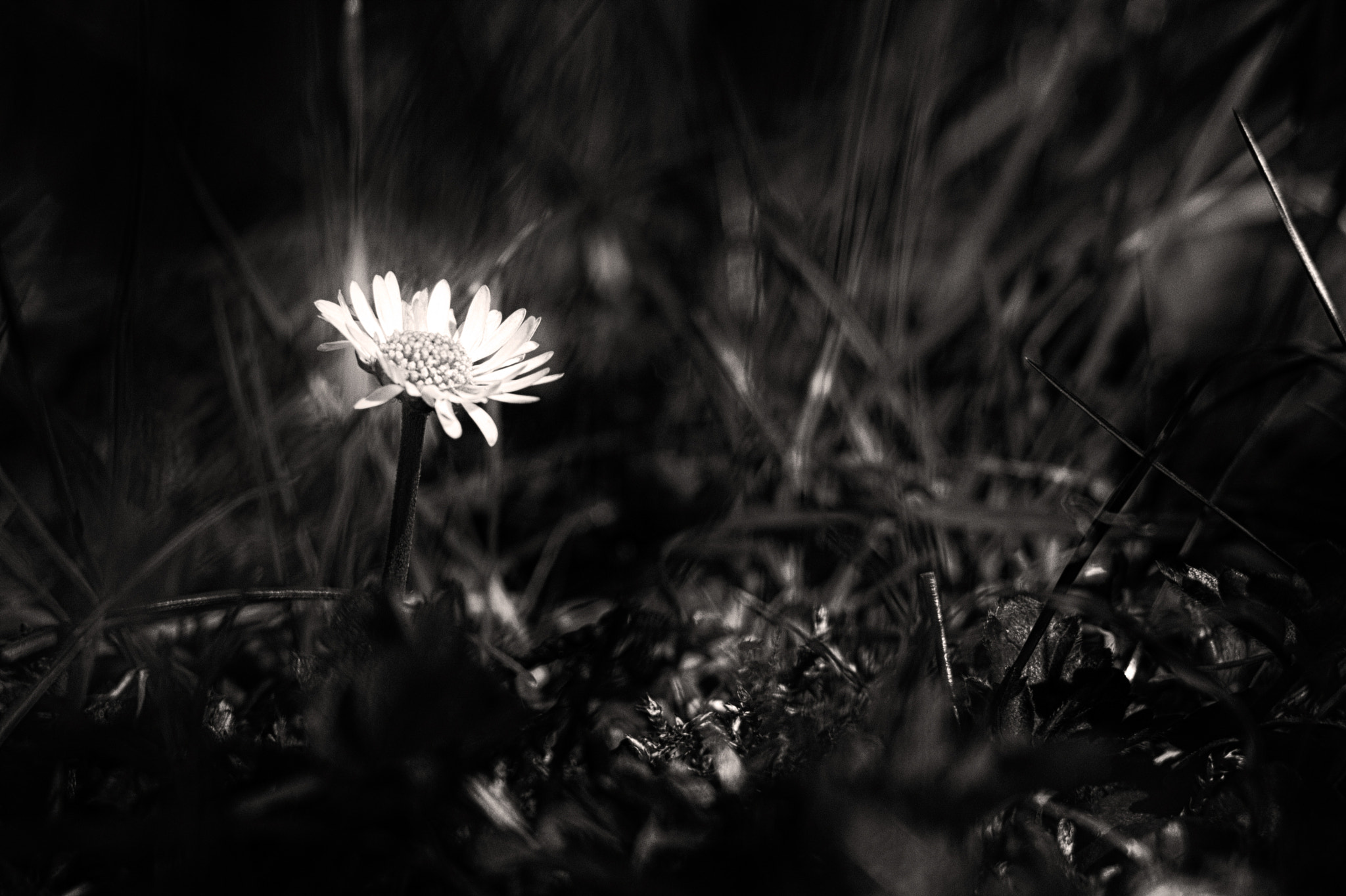 Canon EF 35-80mm f/4-5.6 sample photo. Daisy photography