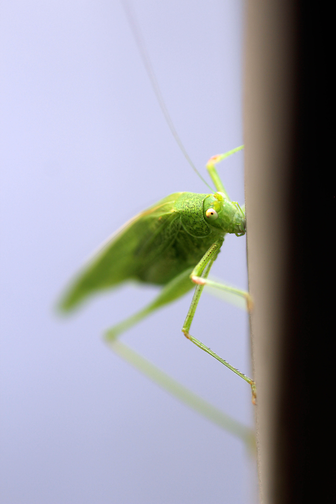 Canon EF 50mm F2.5 Macro sample photo. Bug photography