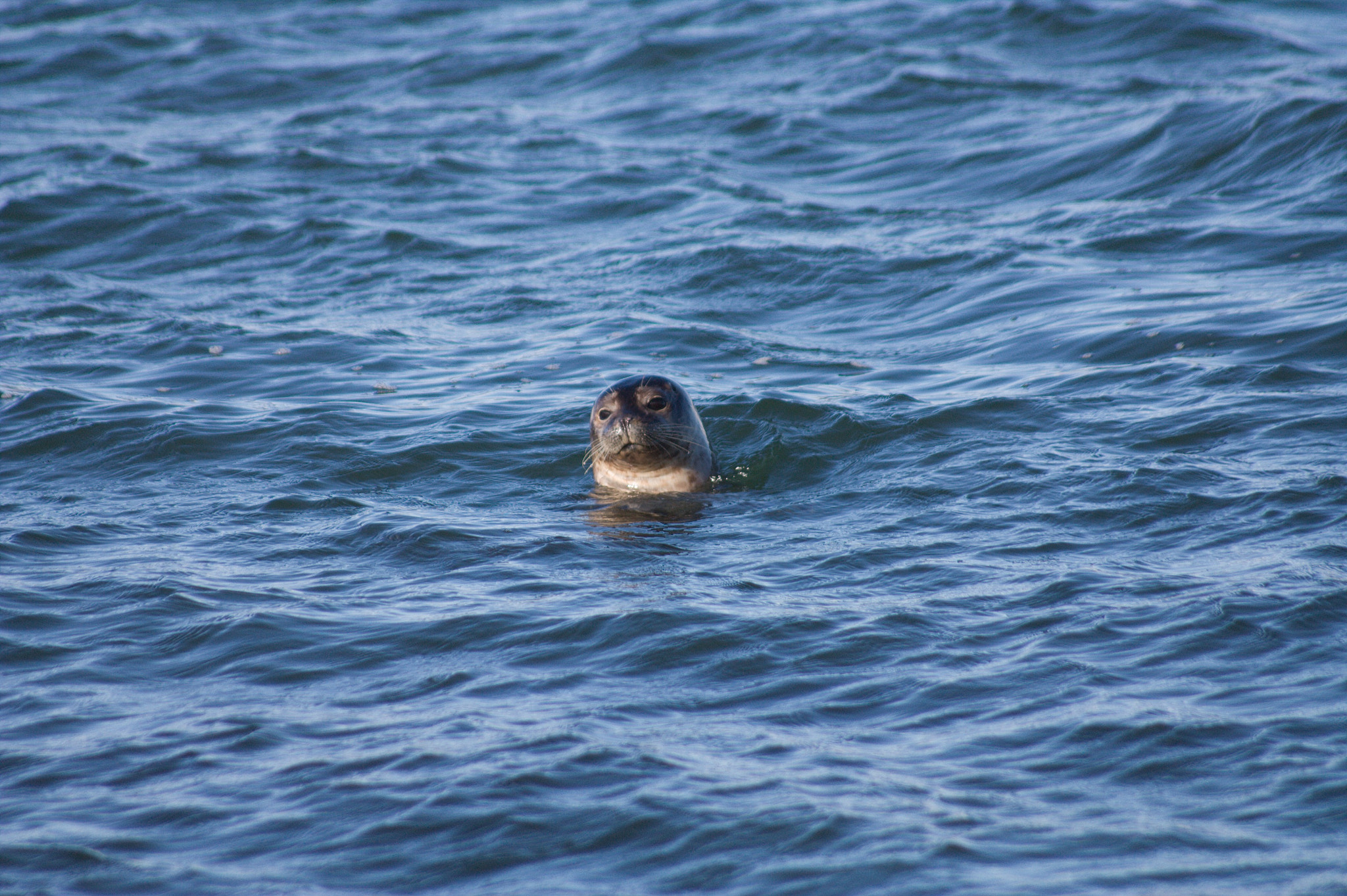 Sigma 70-300mm F4-5.6 APO DG Macro sample photo. Seals from vatnsnes photography