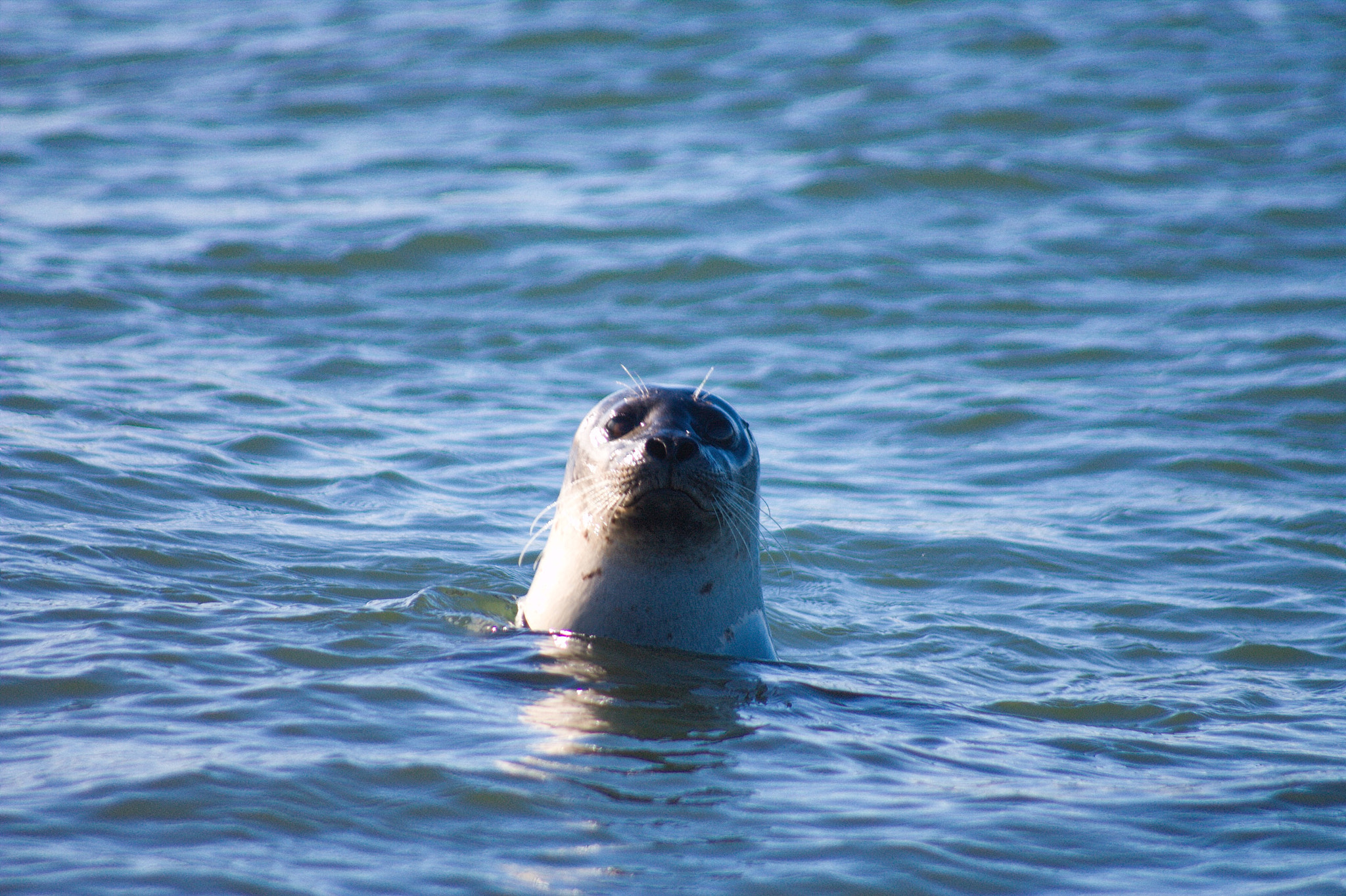 Sigma 70-300mm F4-5.6 APO DG Macro sample photo. Seals from vatnsnes photography
