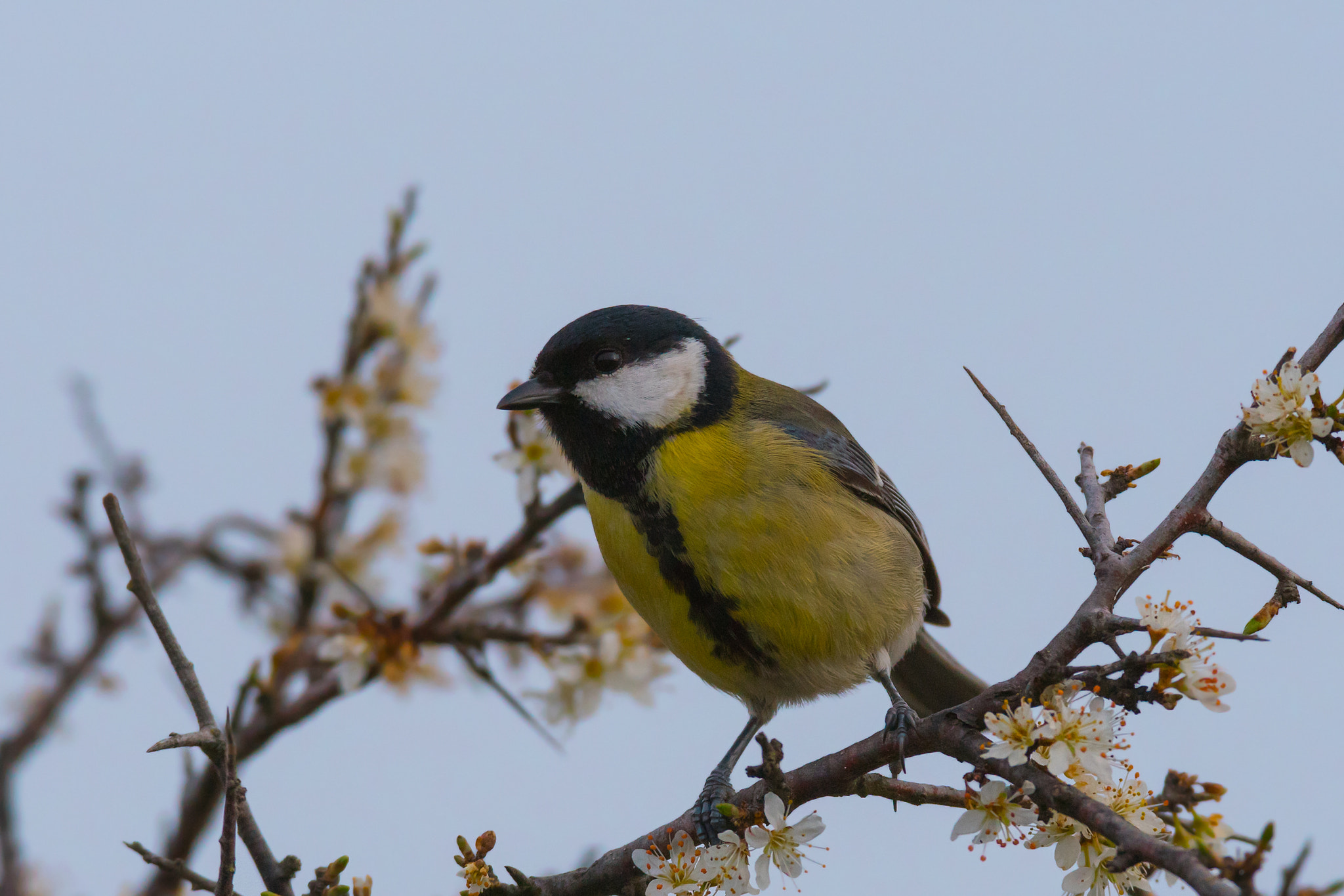 Sony 300mm F2.8 G SSM II sample photo. Parus maior photography