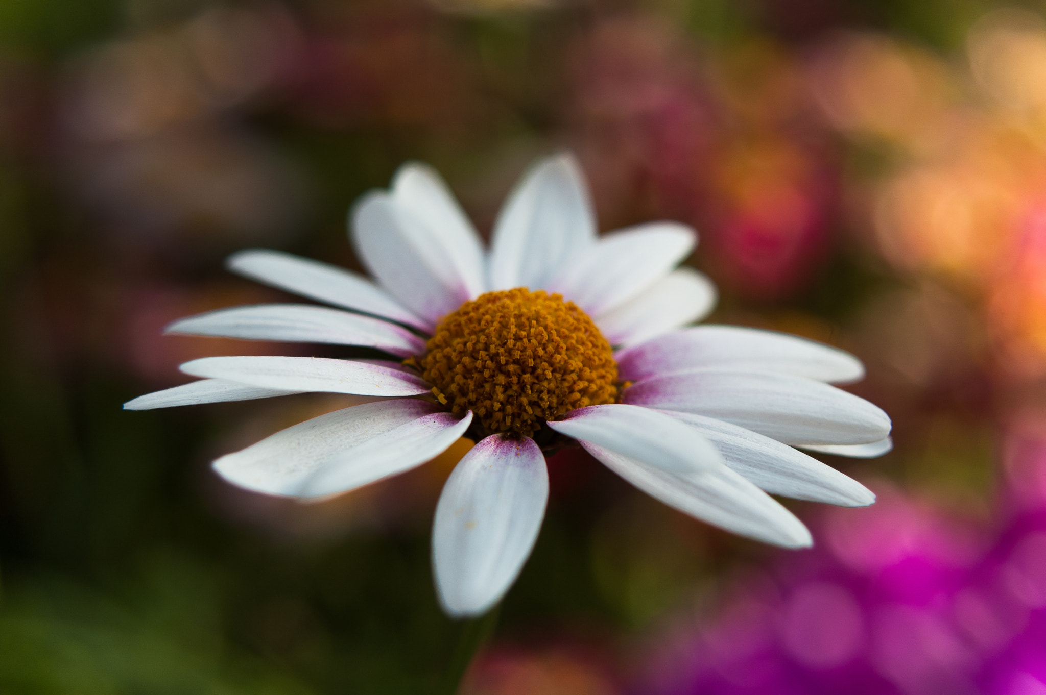 AF Zoom-Nikkor 28-80mm f/3.5-5.6D sample photo. Colorful photography