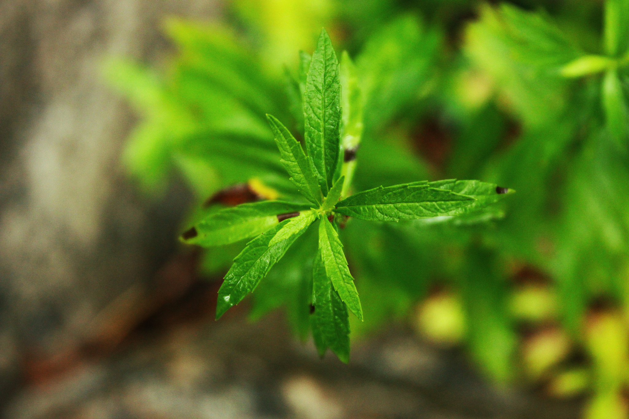 Canon EF 24-70mm F2.8L II USM sample photo. Birds eye leaves redux photography