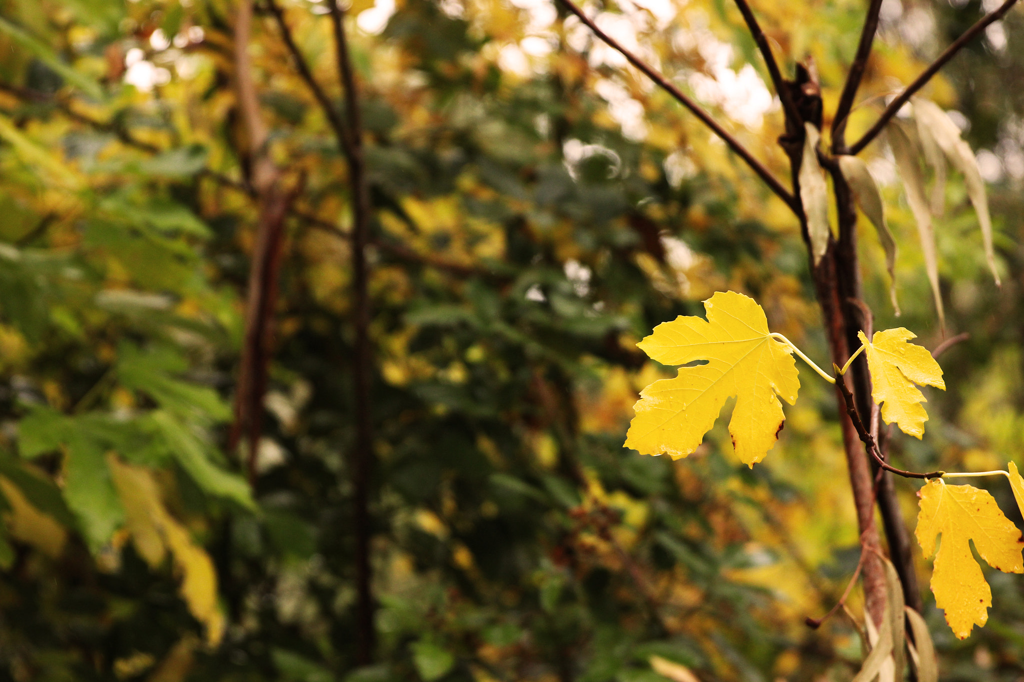 Canon EF 24-70mm F2.8L II USM sample photo. The yellow leaf photography
