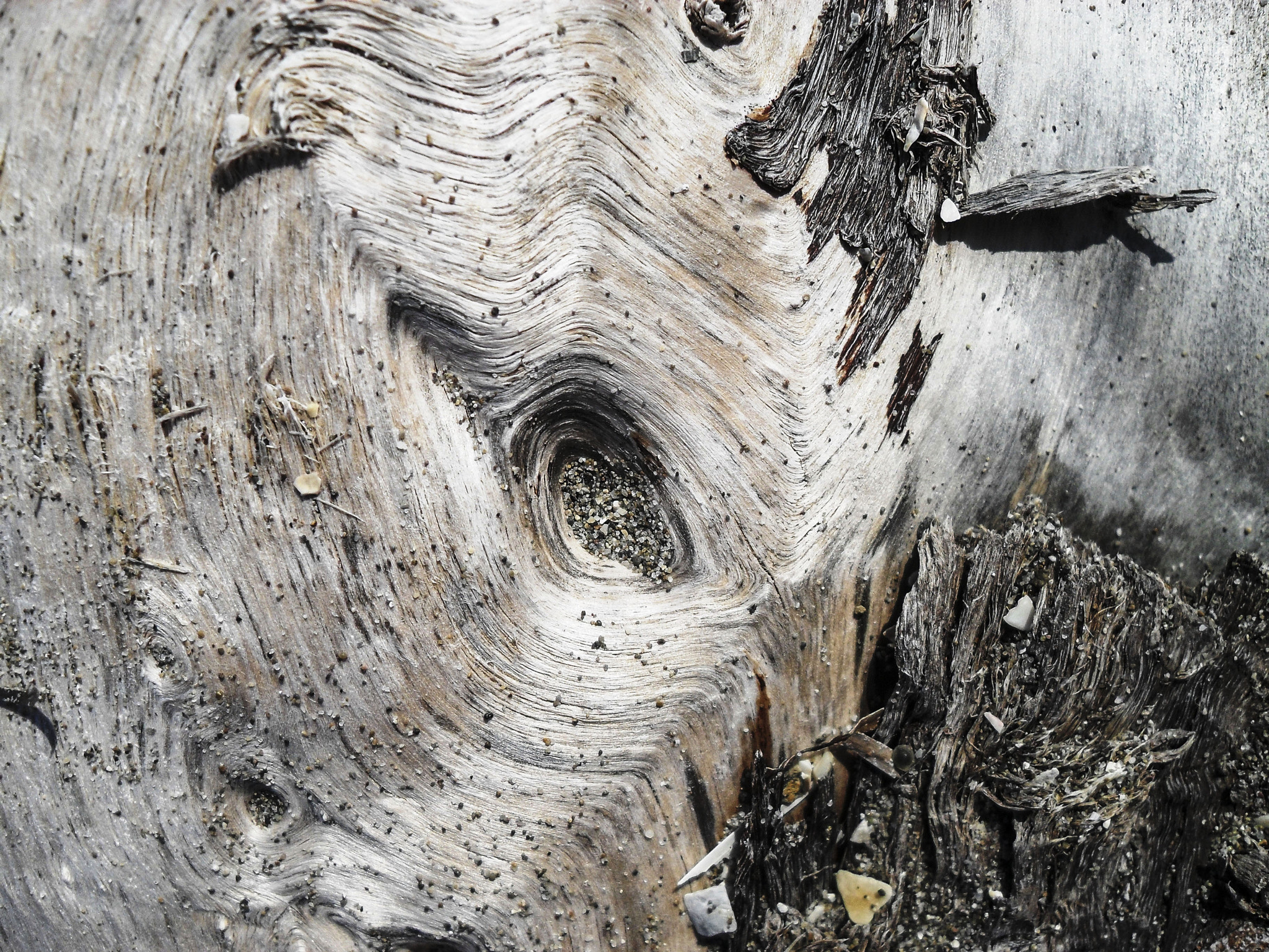Samsung PL51 / VLUU PL51 /  SL203 sample photo. Wood photography