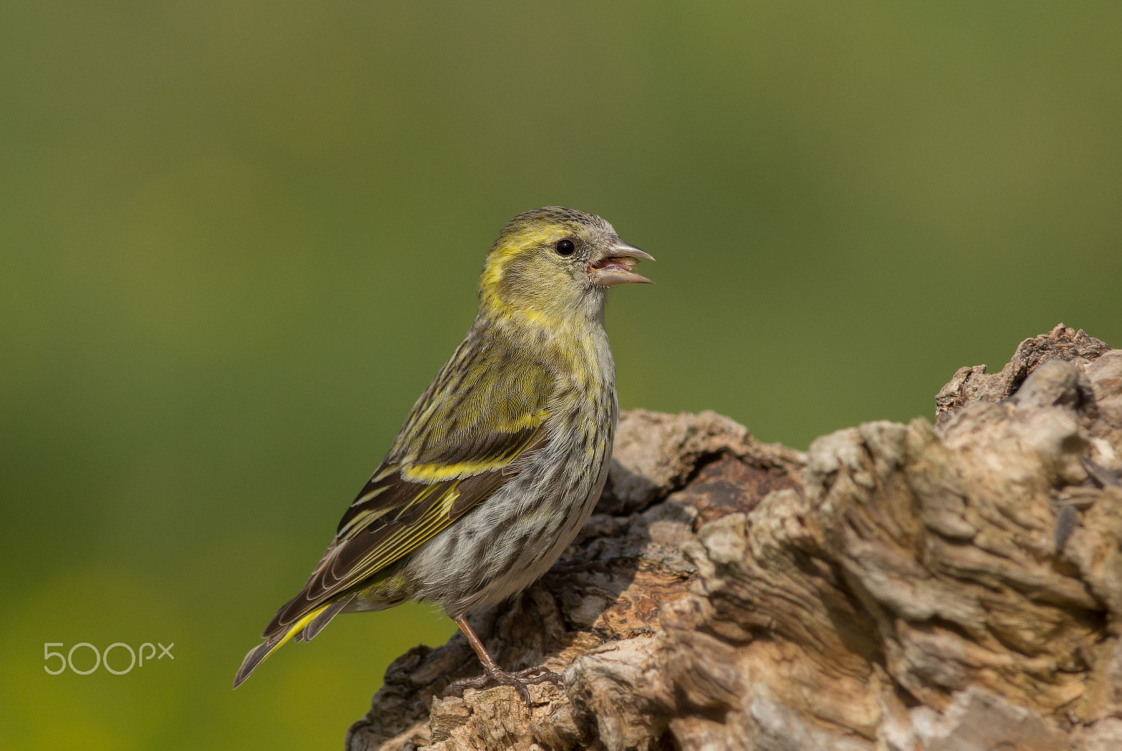 Canon EF 300mm F4L IS USM sample photo. Lucherino photography