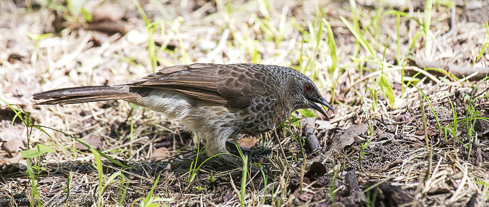 Canon EF 100-400mm F4.5-5.6L IS USM sample photo. Angola babbler.. photography
