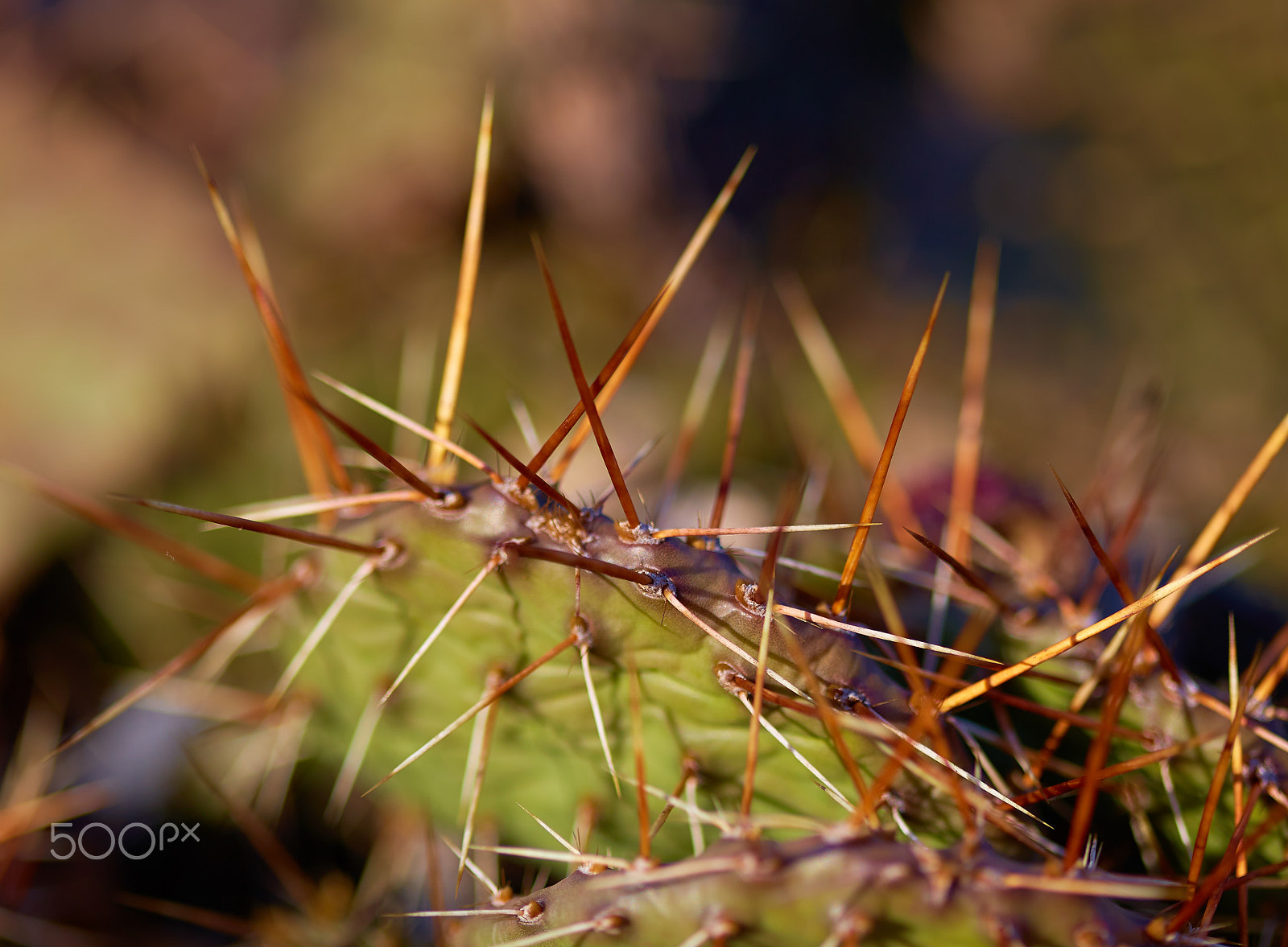 Canon EOS 6D + Canon EF 100mm F2.8 Macro USM sample photo. Cactus opuntia photography