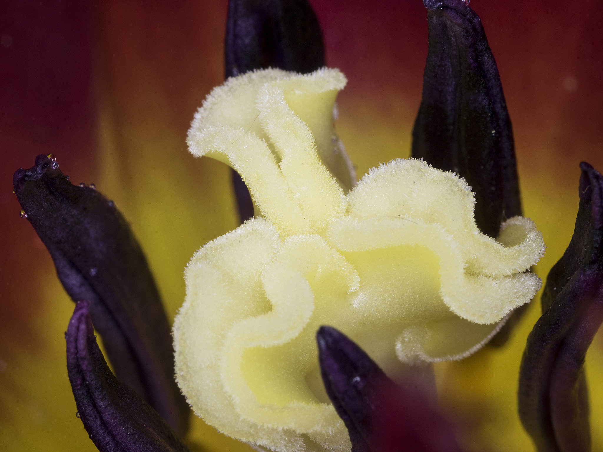 Canon MP-E 65mm F2.5 1-5x Macro Photo sample photo. Stamina red tulip photography