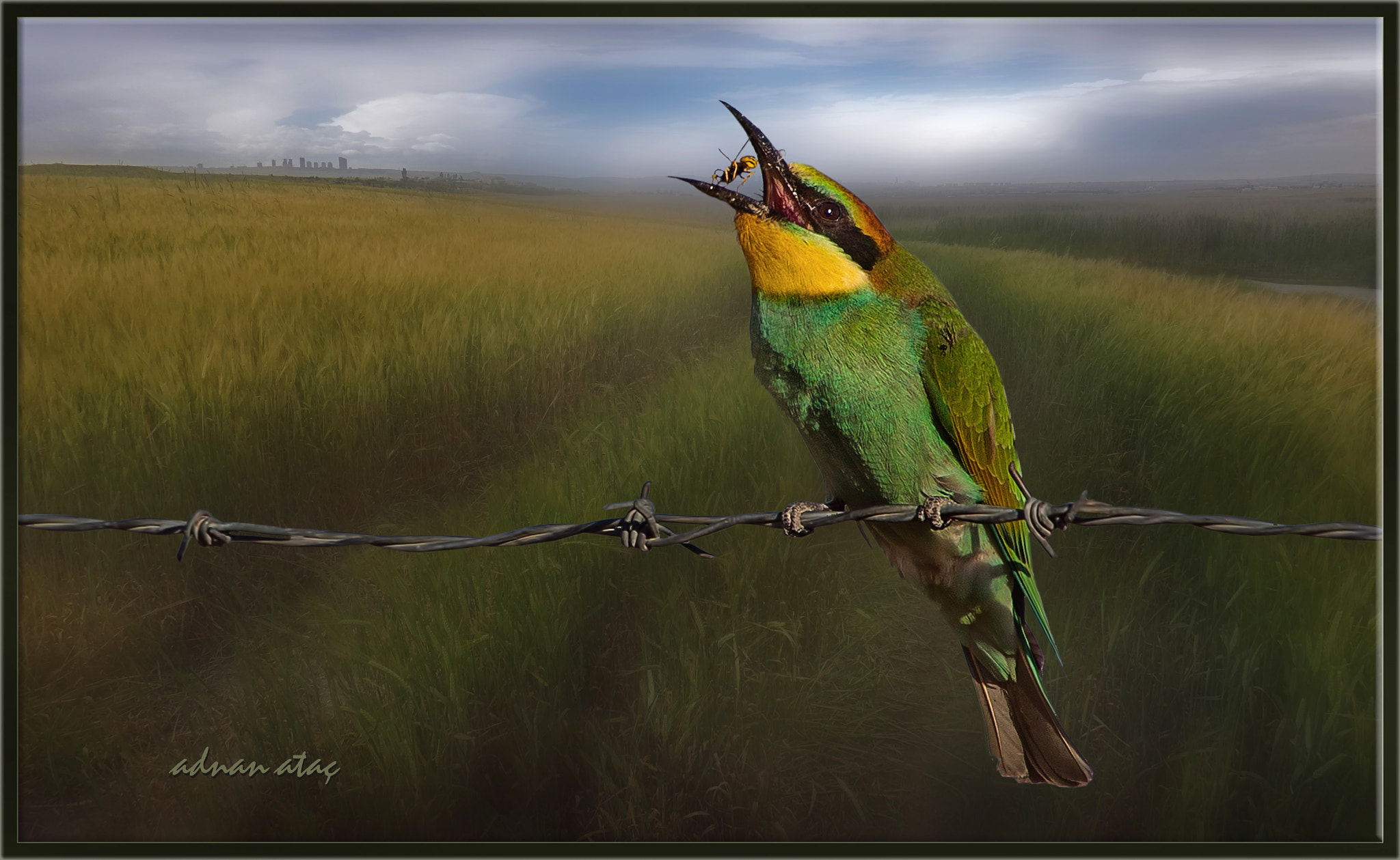 Sony DSC-TX20 sample photo. Arıkuşu - merops apiaster - european bee eater photography