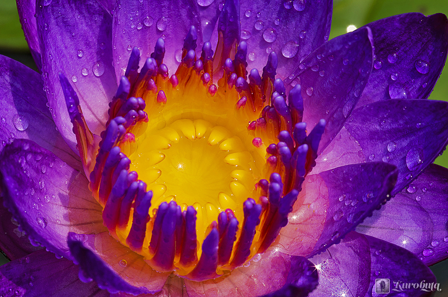 Pentax K-5 IIs sample photo. Water lily flowering photography