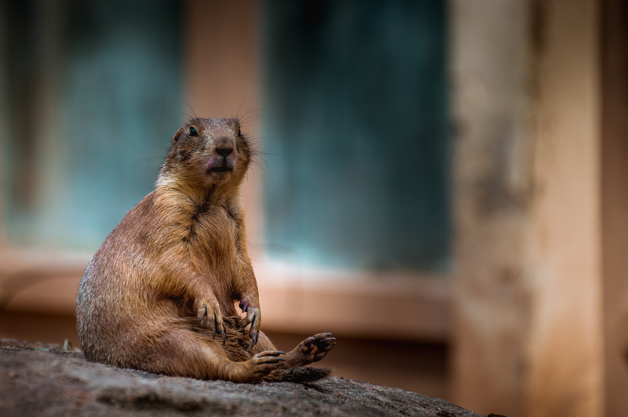 Sigma 18-250mm F3.5-6.3 DC OS HSM sample photo. Marmot is waiting photography