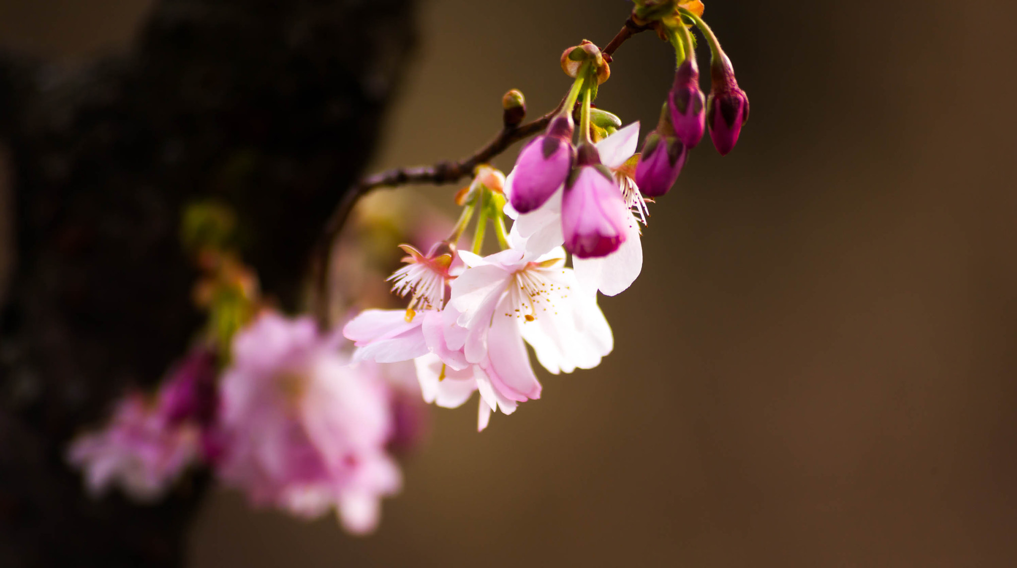 Sigma 70-300mm F4-5.6 APO DG Macro sample photo. Good morning world photography
