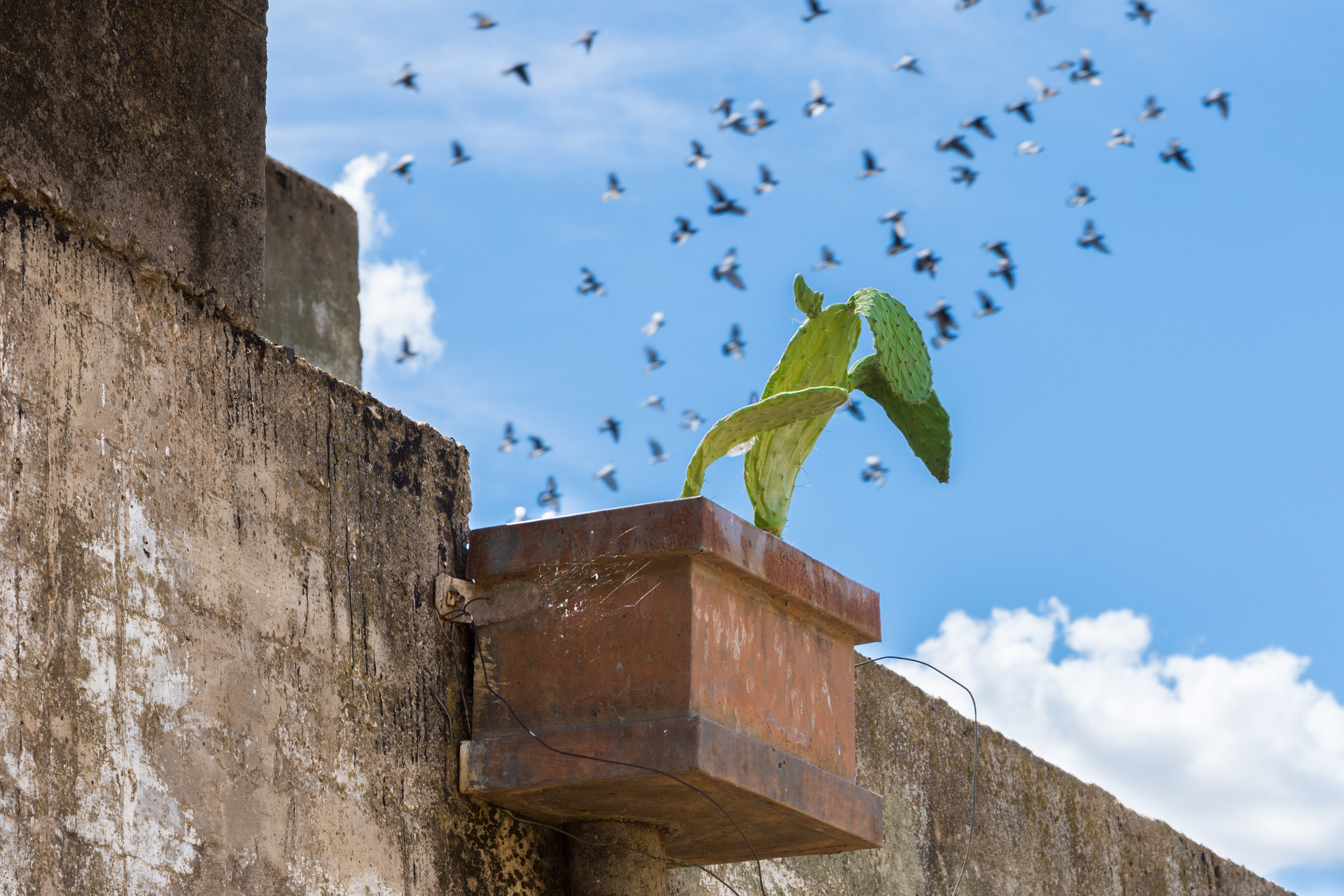 Nikon D7200 + Sigma 17-70mm F2.8-4 DC Macro OS HSM | C sample photo. Cactus and birds photography