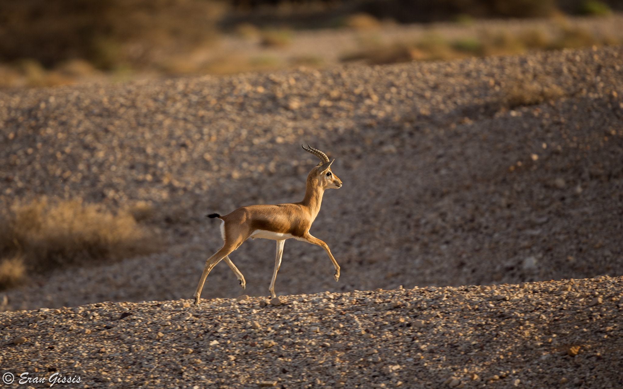 Canon EF 500mm F4L IS II USM sample photo. Graceful photography