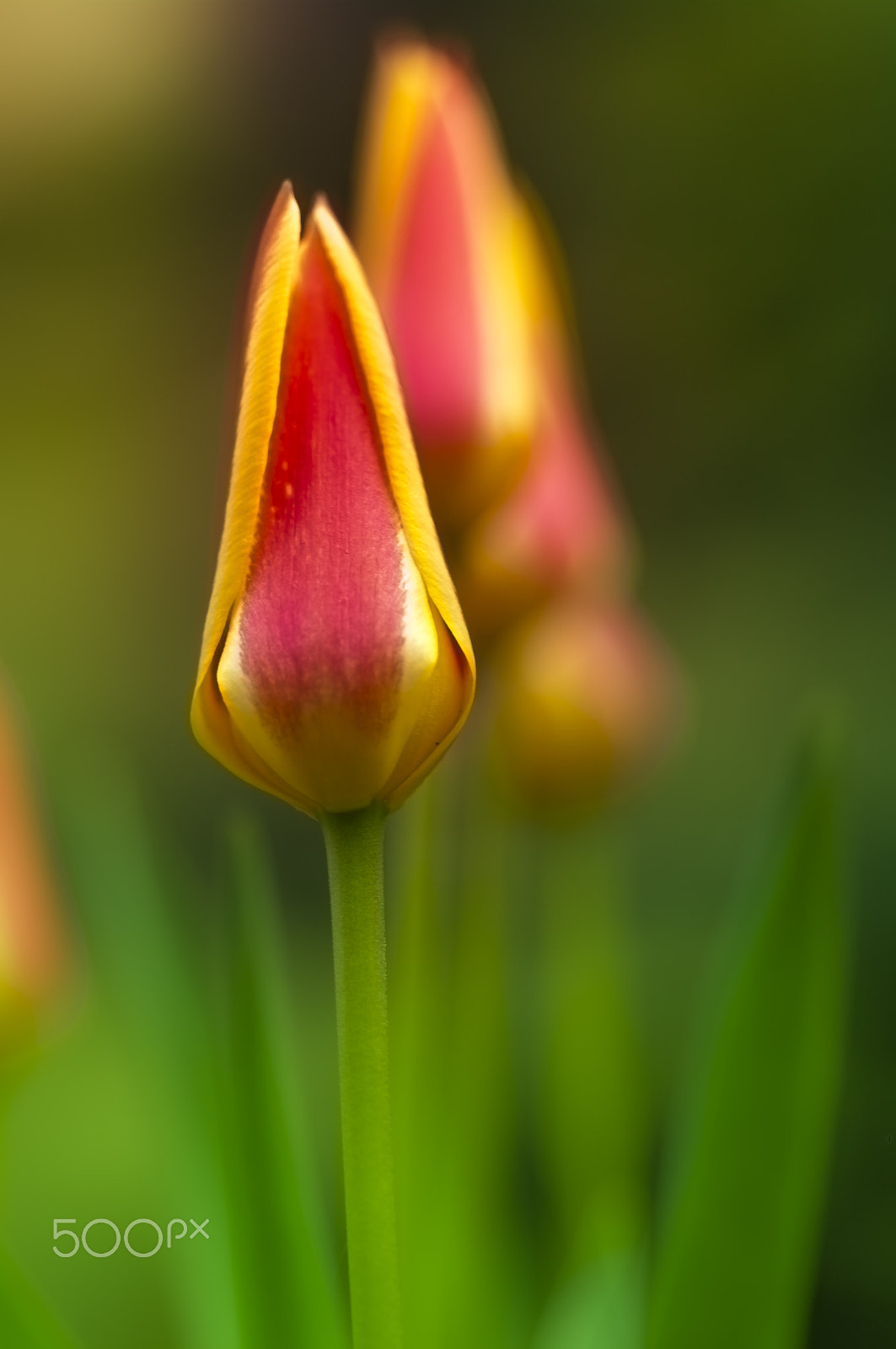 Pentax K20D + Pentax smc D-FA 100mm F2.8 macro sample photo. Tulip photography