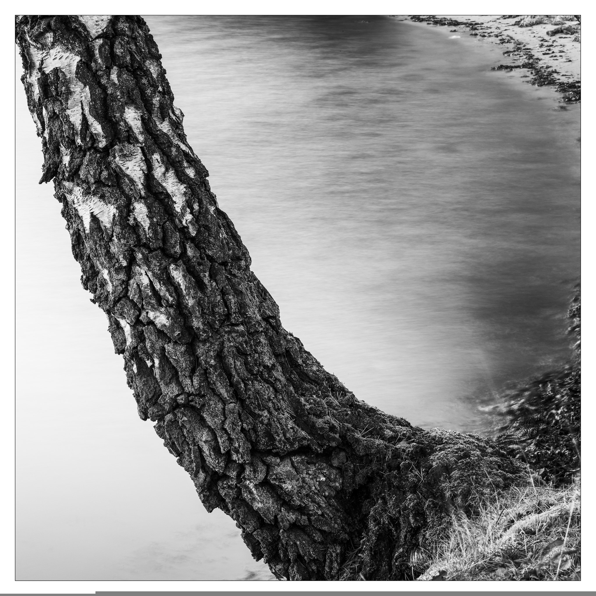 Leica S (TYP 006) sample photo. The bent birch photography