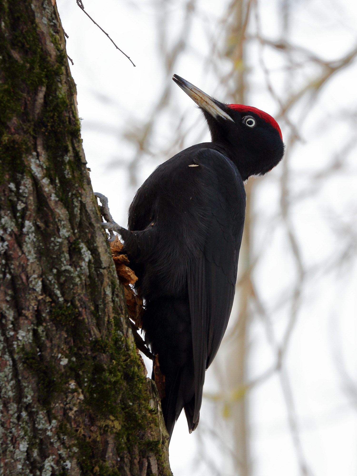 Canon EF 70-300mm F4-5.6L IS USM sample photo. Black woodpecker photography