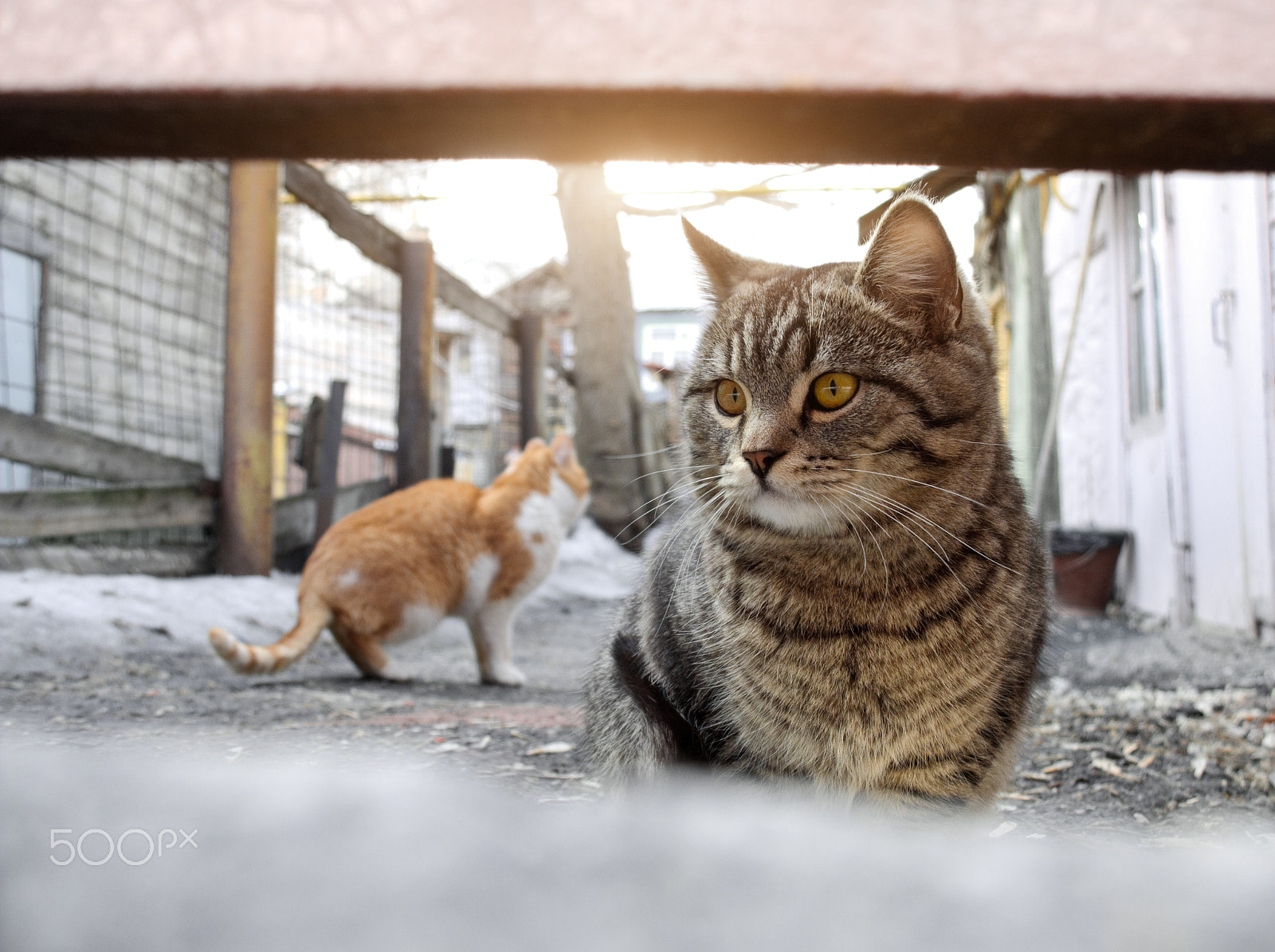 Built-in lens sample photo. Street cats photography